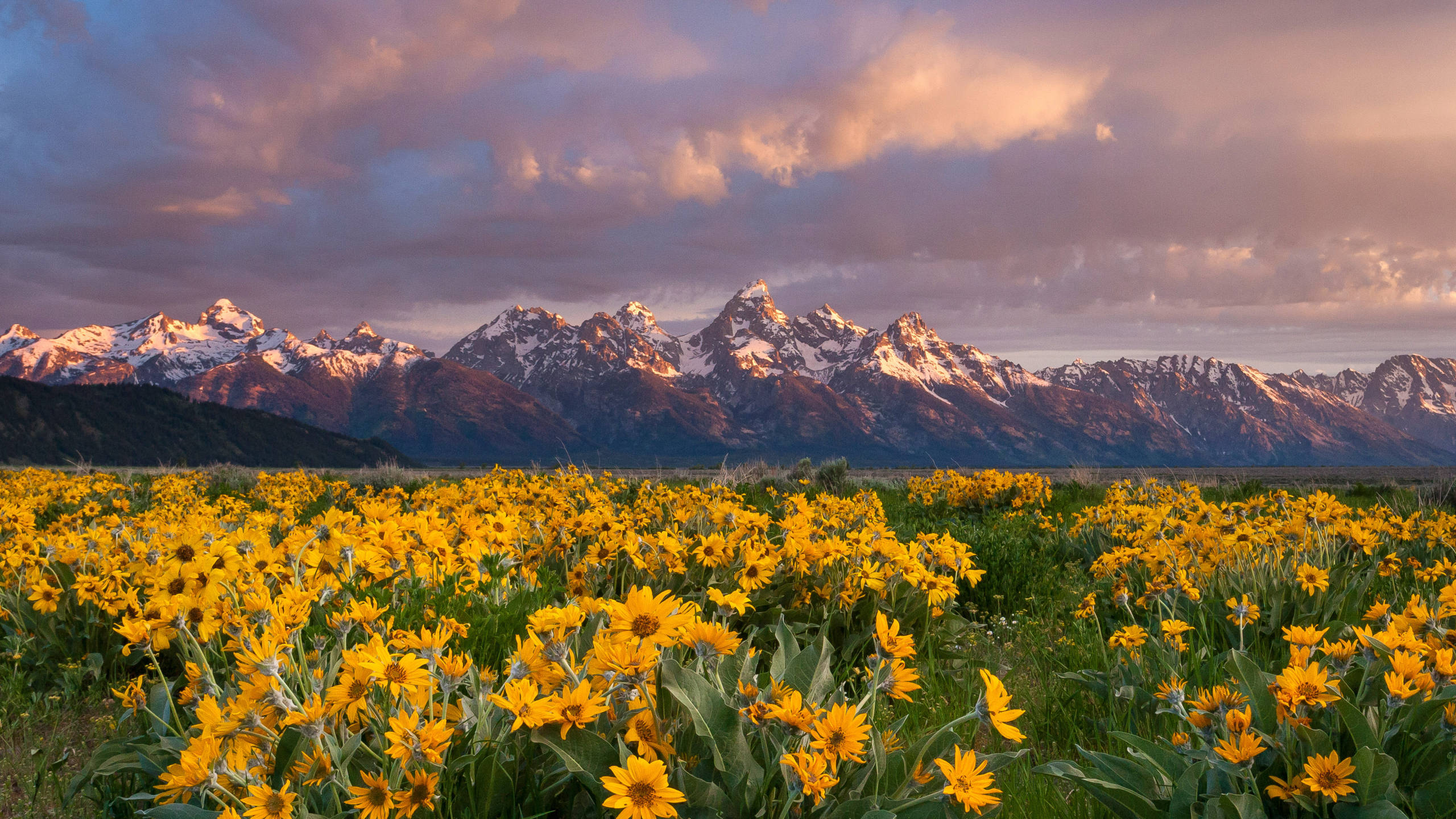 Grand Teton National Park, yellow wildflowers, purple and orange sunset clouds, 2K Desktop Wallpaper
