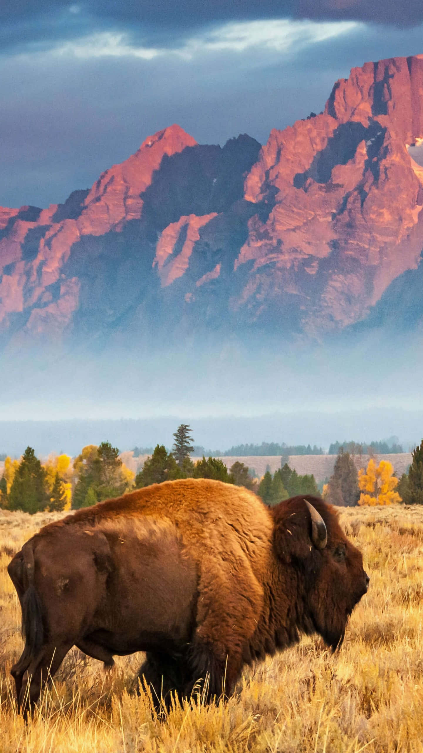 Grand Teton National Park, bison, golden grass, 2K Phone Wallpaper