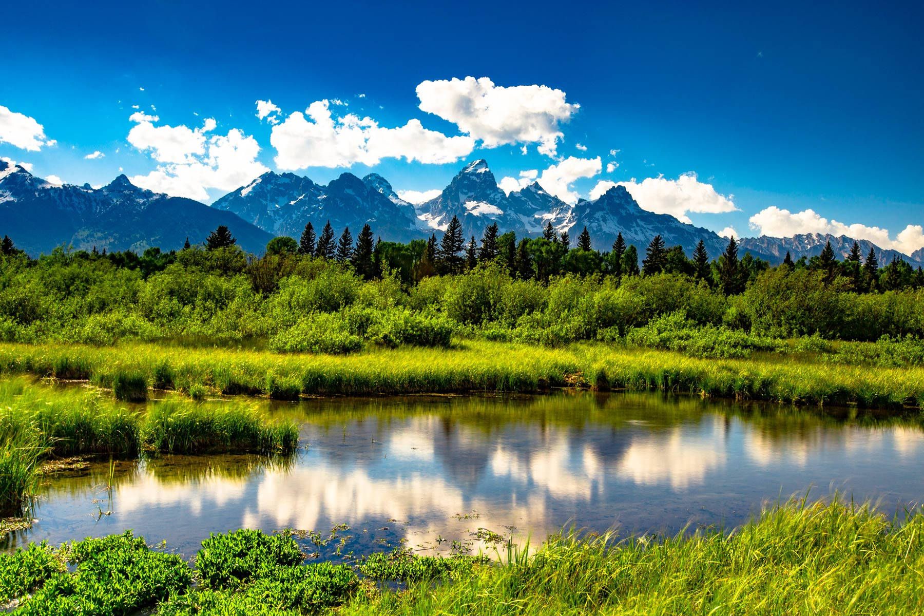 Grand Teton National Park, summer meadow, calm pond, HD Desktop Wallpaper