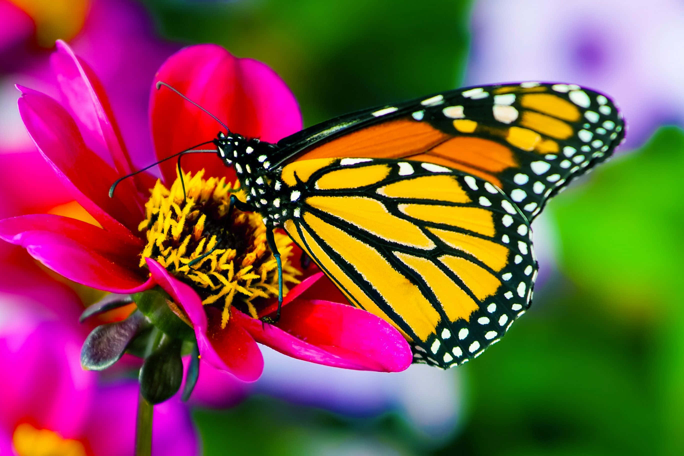 Grand Teton National Park, sunrise, monarch butterfly, 2K Desktop Wallpaper