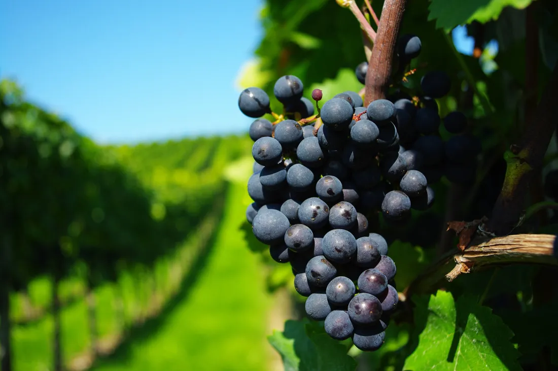 Grape
