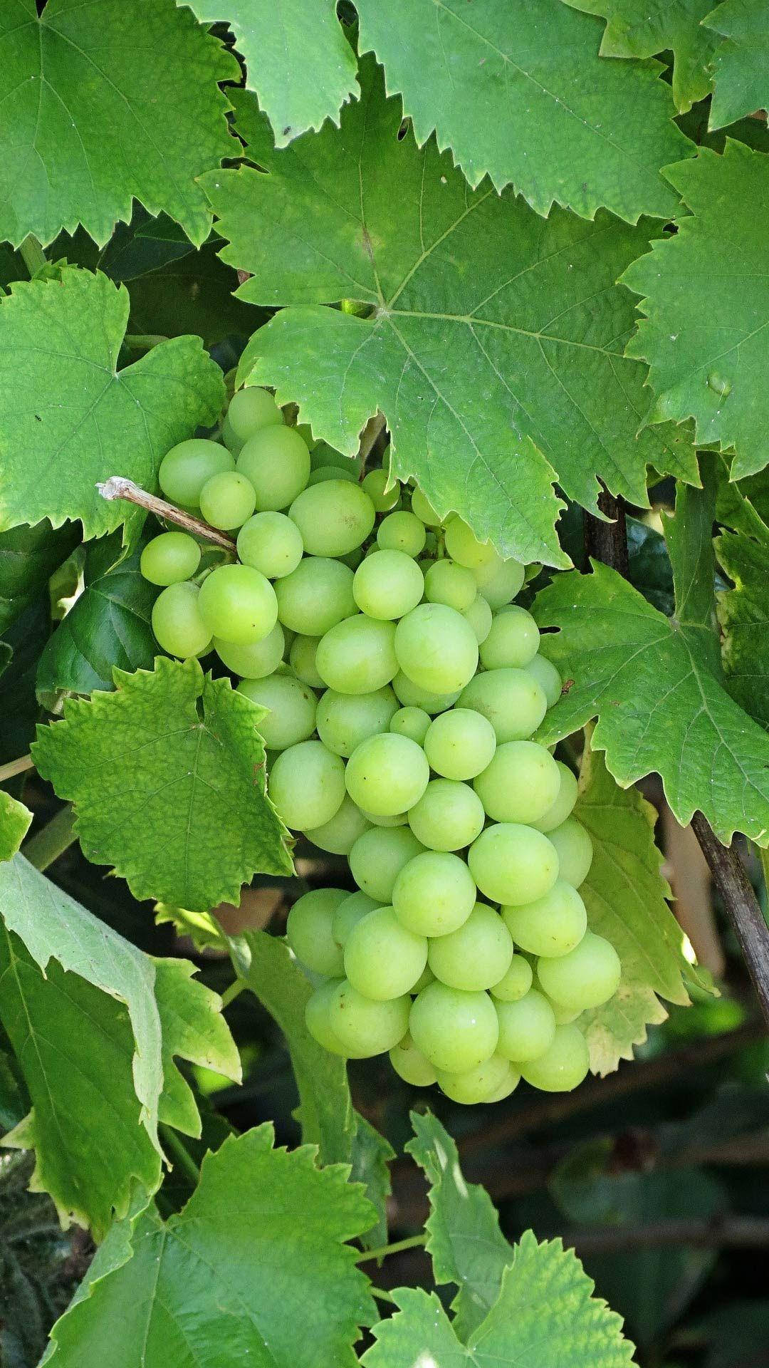 unripe green grapes, grape cluster, vibrant serrated grape leaves, Full HD Phone Wallpaper