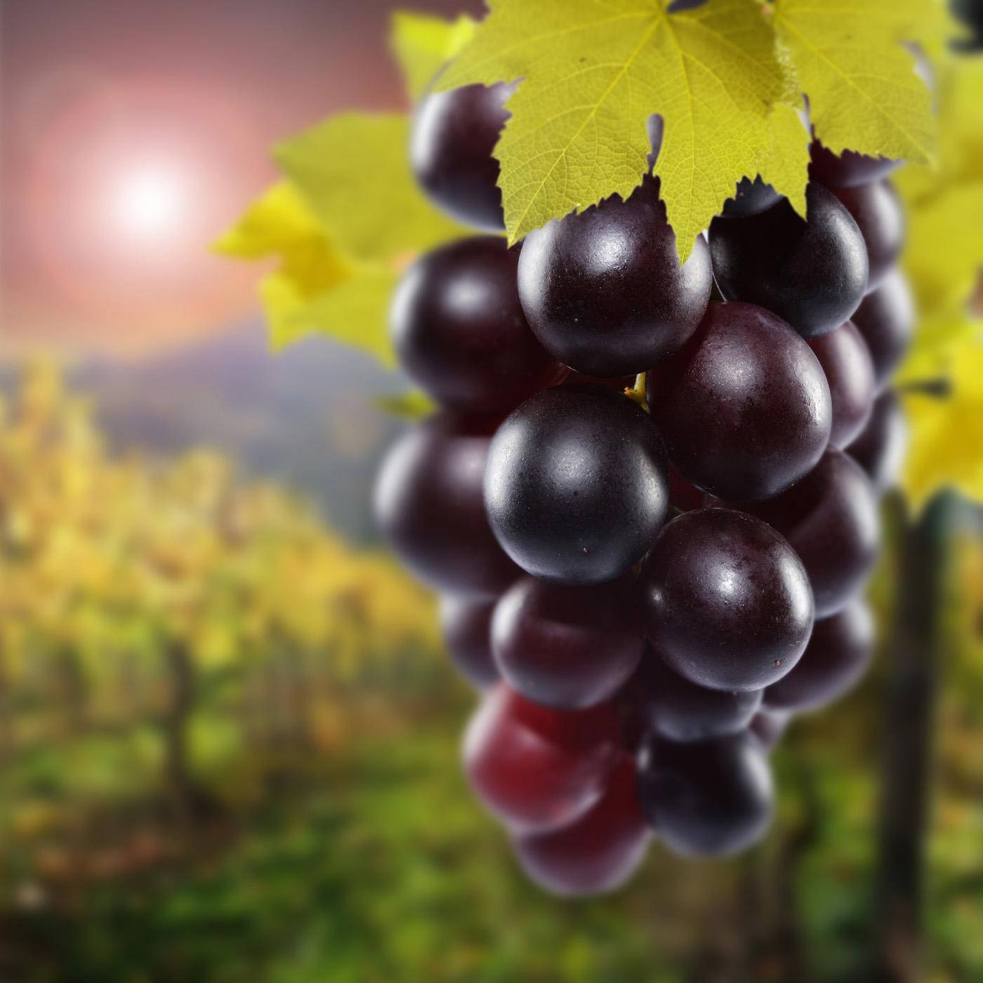 champagne red grapes, dark purple grapes, green leaves, HD Desktop Wallpaper