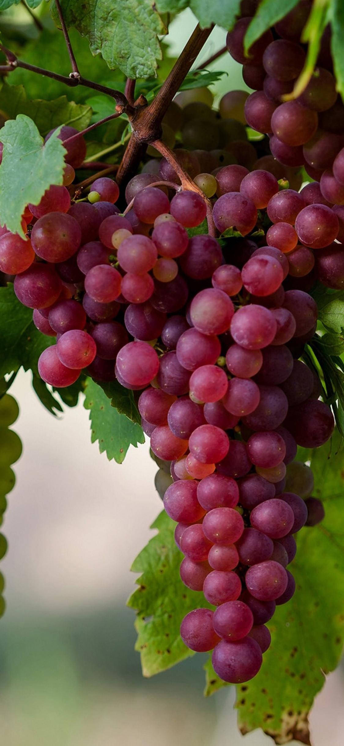 crimson seedless grapes, deep purple grapes, vibrant green leaves, Full HD Phone Wallpaper