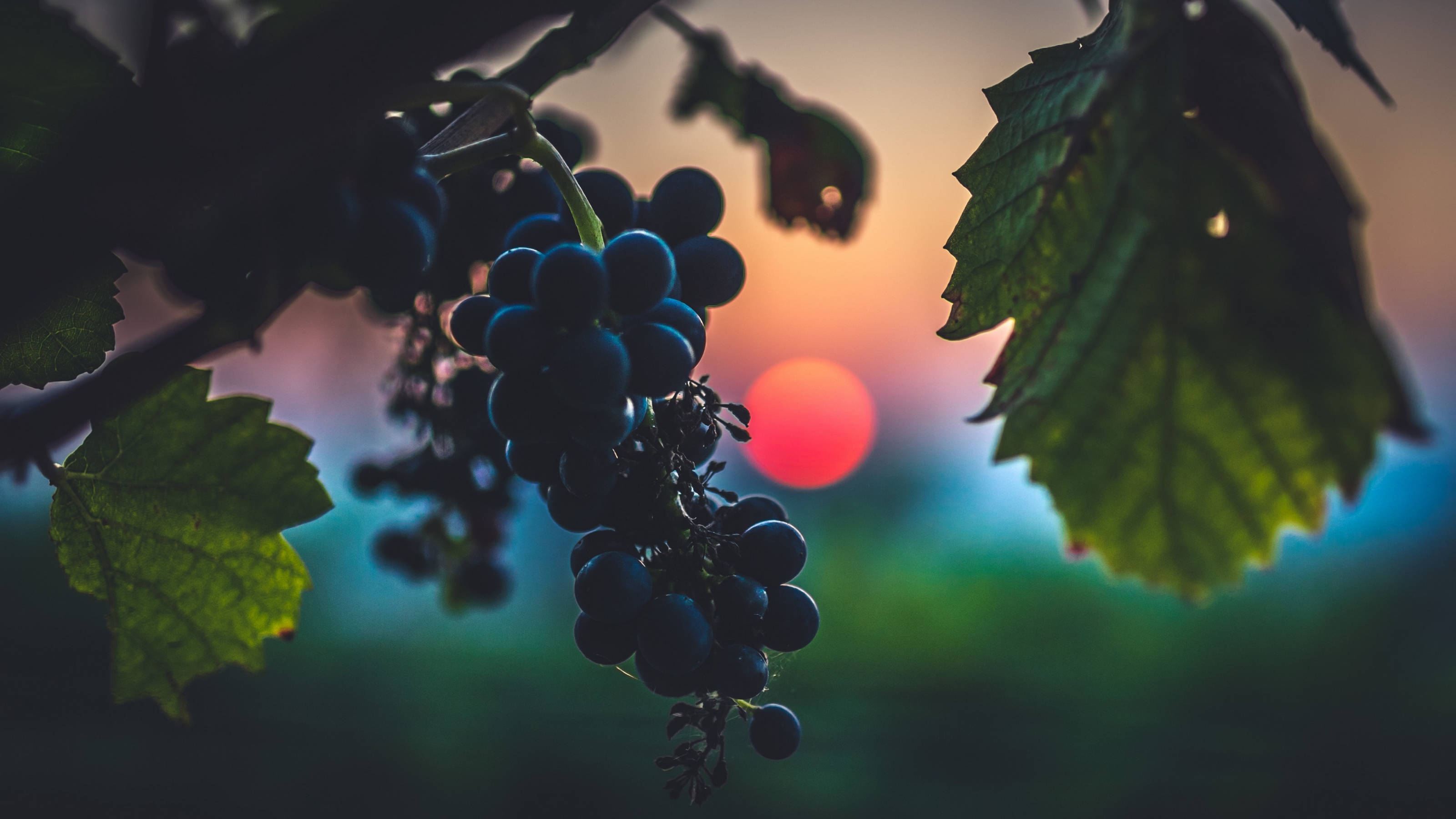 dark blue grapes, vine, green leaves, 2K Desktop Wallpaper