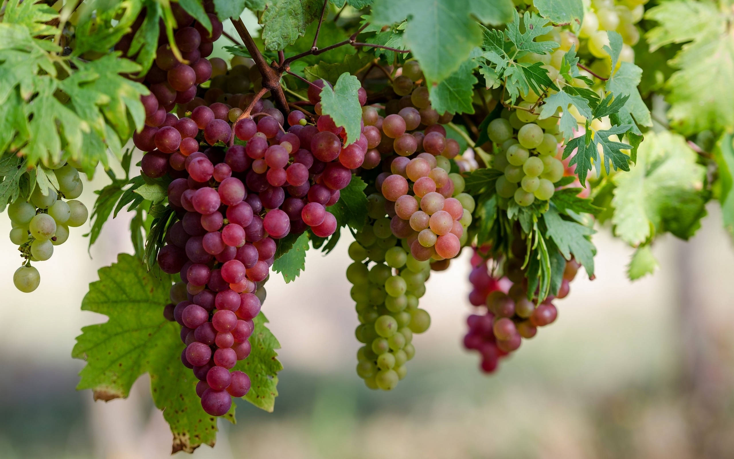 Champagne Red Grapes, red grape clusters, green grape clusters, 2K Desktop Wallpaper