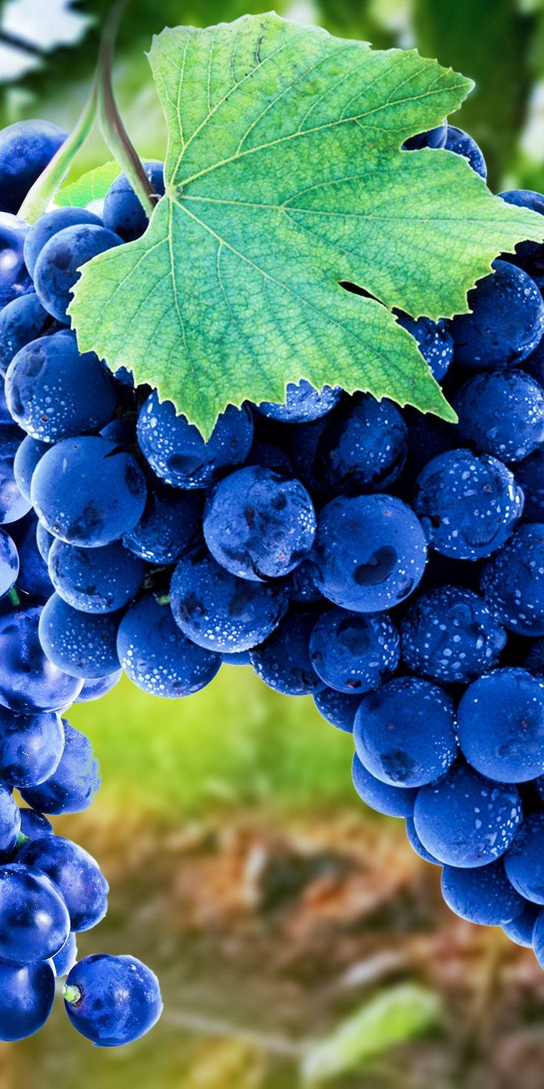 Concord grapes, deep blue grapes, vibrant green leaf, Full HD Phone Wallpaper