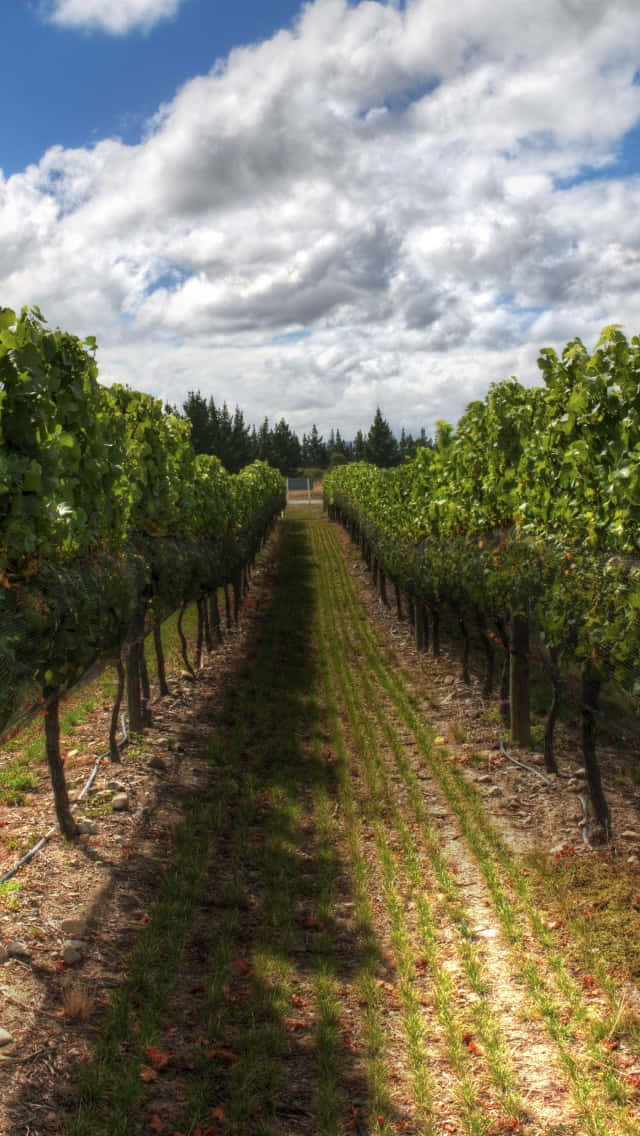 vineyard, grapevines, lush green, SD Phone Wallpaper
