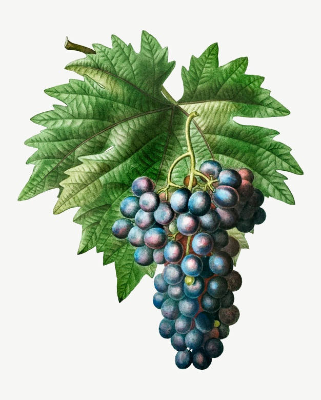 sunlit vineyard, dark purple grapes, green vine, SD Phone Wallpaper