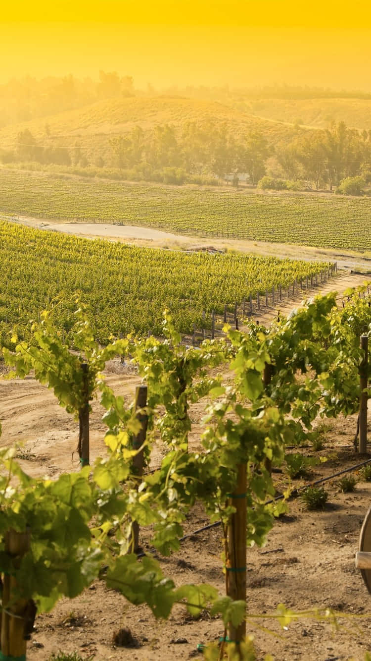 yellow sky, vineyard, grapevines, HD Phone Wallpaper