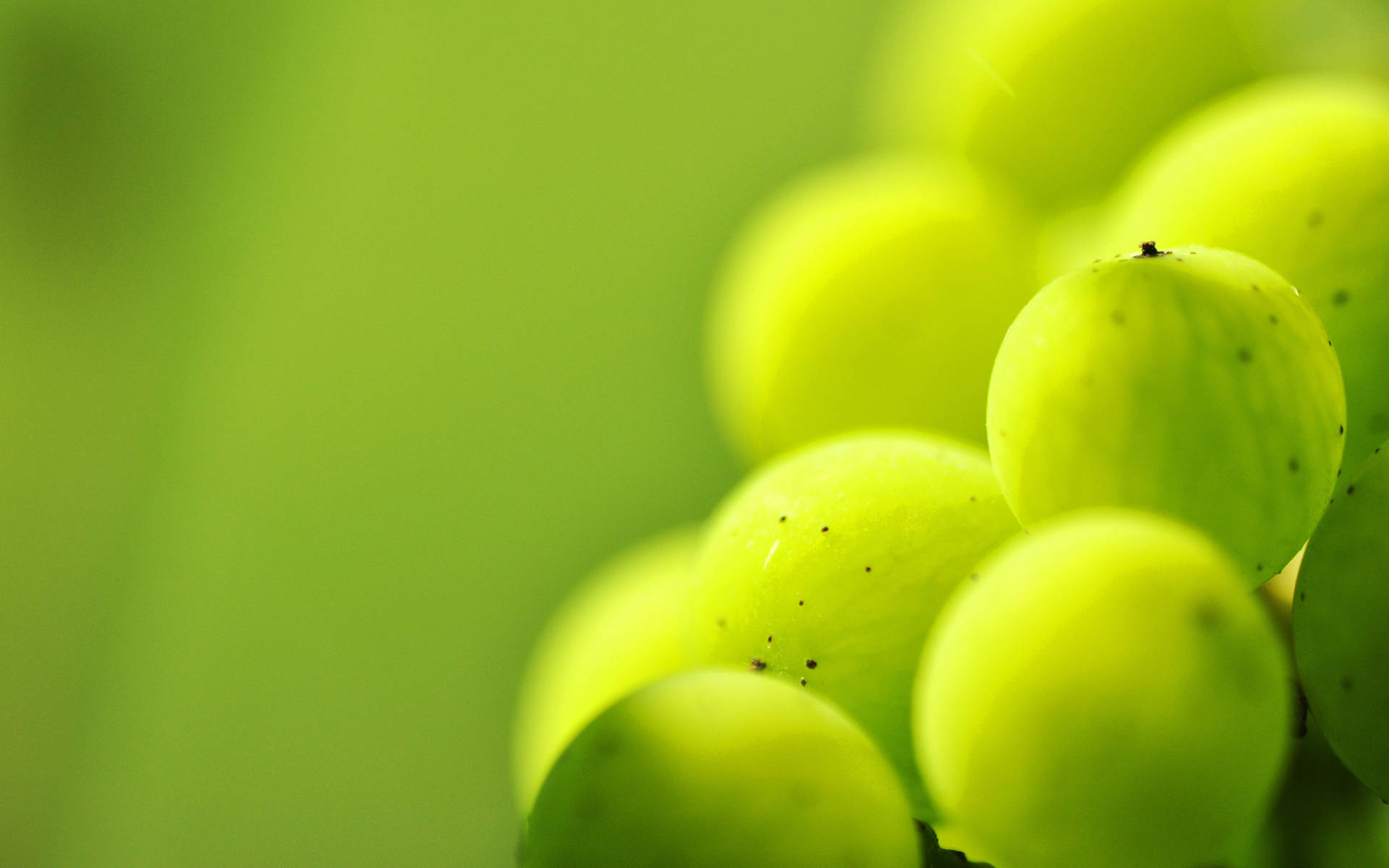 green grape, vibrant green grapes, dew, Full HD Desktop Wallpaper
