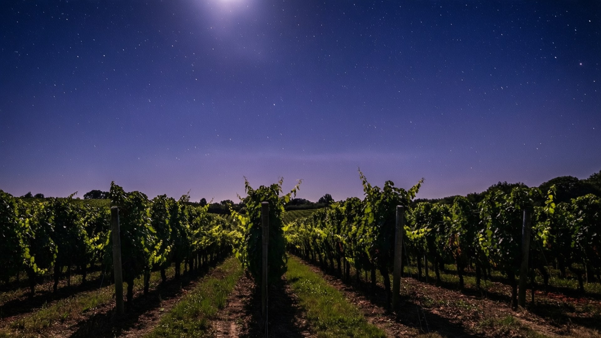 Starry Vineyard Night, grapevines, starry night sky, Full HD Desktop Wallpaper