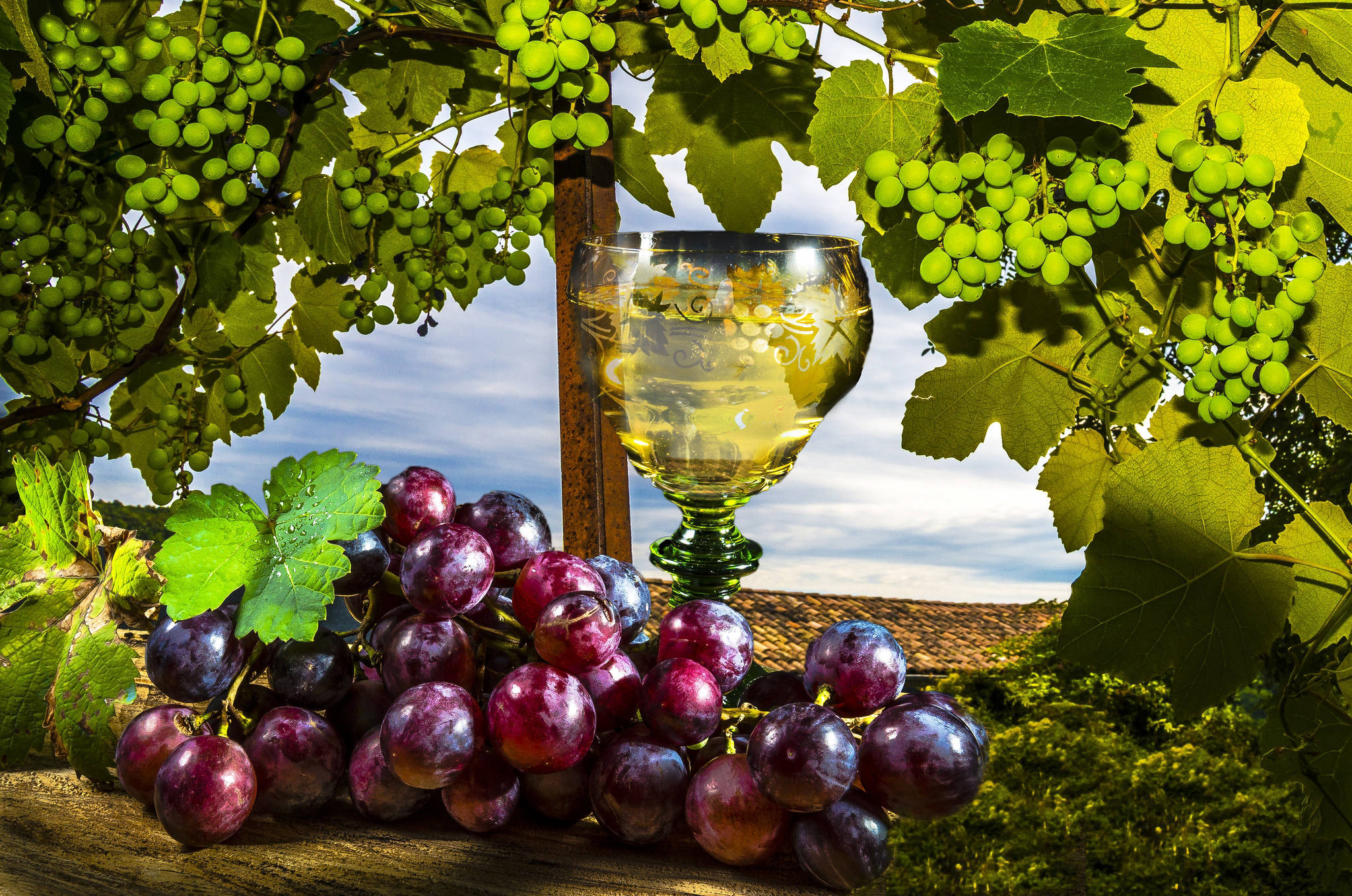 Grape, white wine, purple grapes, Full HD Desktop Wallpaper