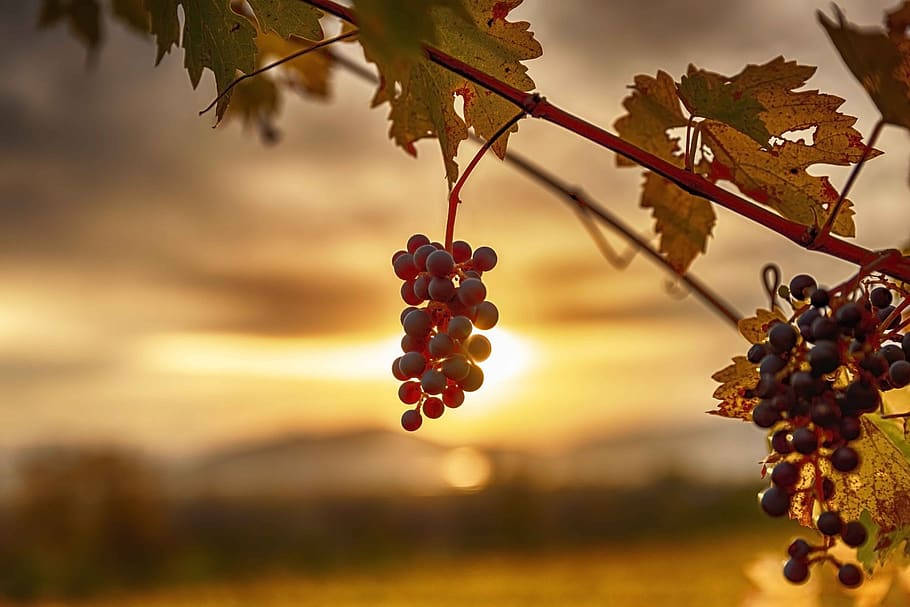 Grape Tree, sunset, golden sunset sky, SD Desktop Wallpaper