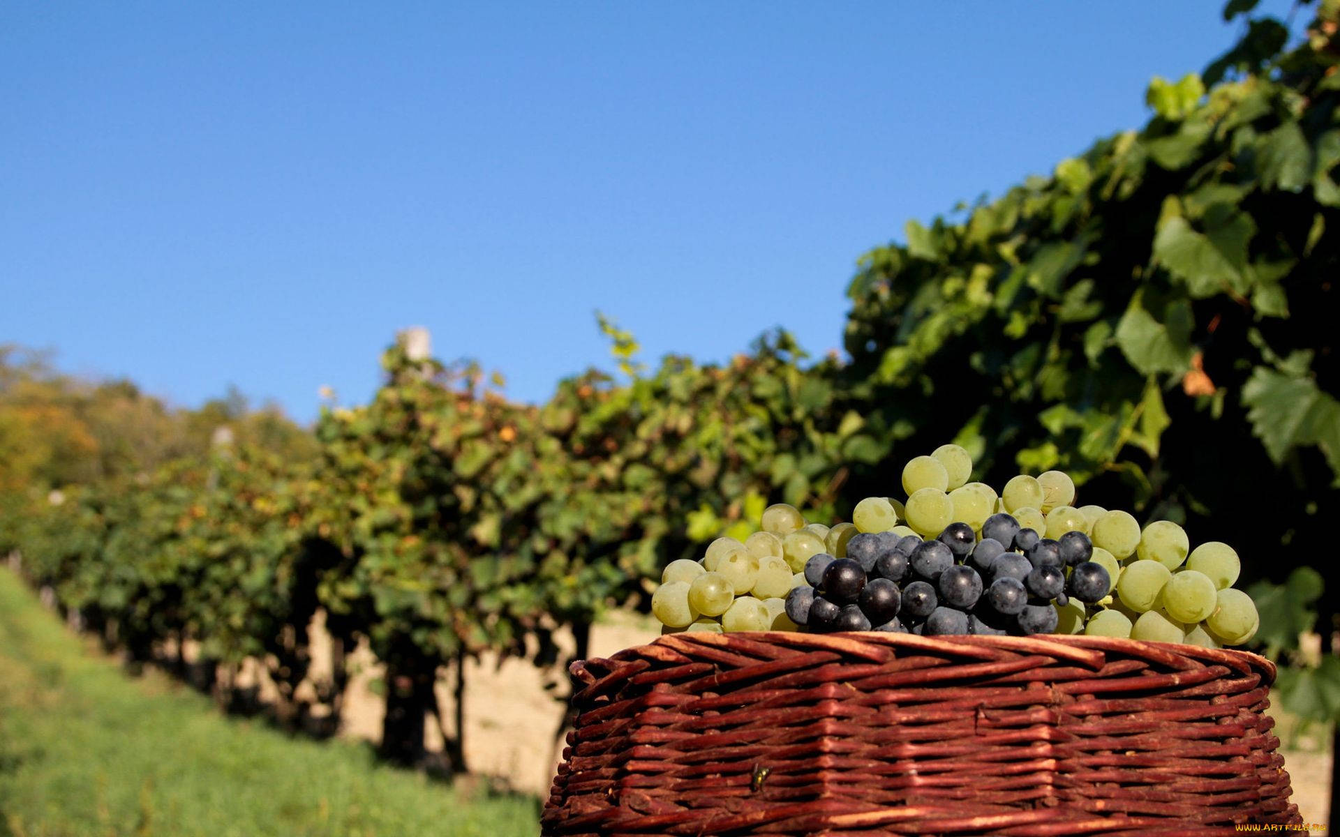 wicker basket, green and purple grapes, sunlit vineyard rows, Full HD Desktop Wallpaper