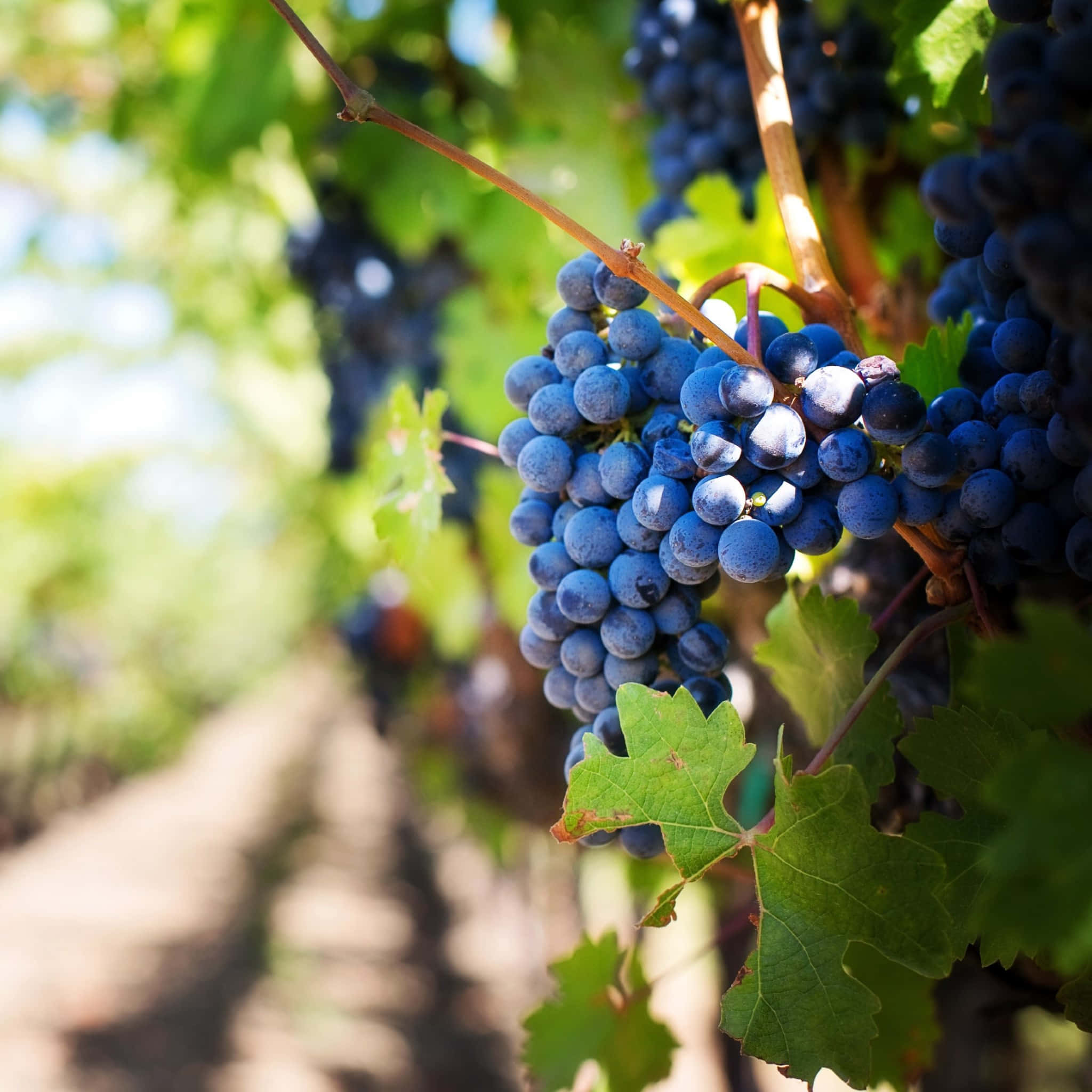 Grapefruit, Vineyard, Dark blue grapes, Full HD Desktop Wallpaper