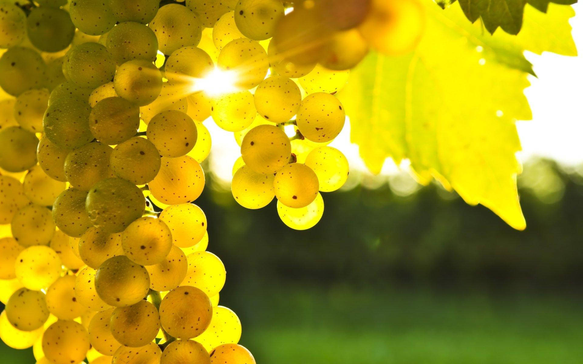 Dominga green grapes, golden grapes, vibrant green leaves, Full HD Desktop Wallpaper