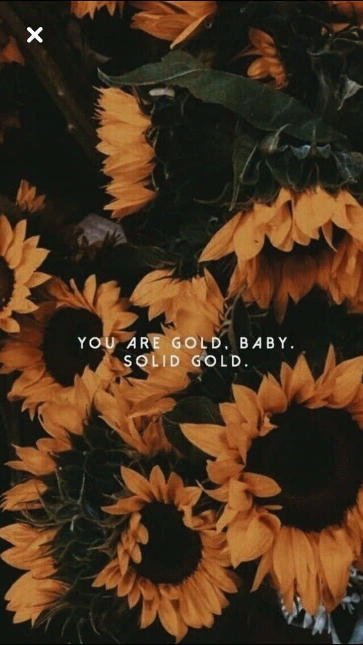 black sunflower, solid gold, golden petals, HD Phone Wallpaper