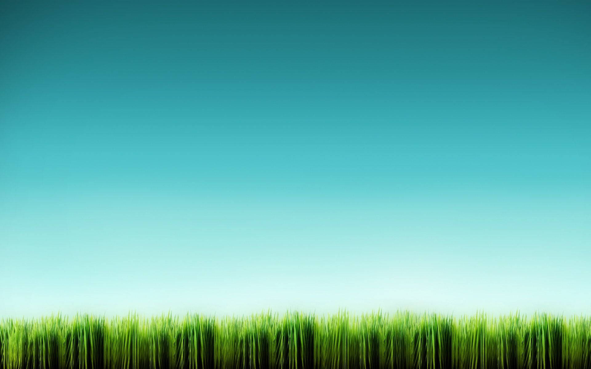 tall grass, blue sky, vibrant green grass, Full HD Desktop Wallpaper
