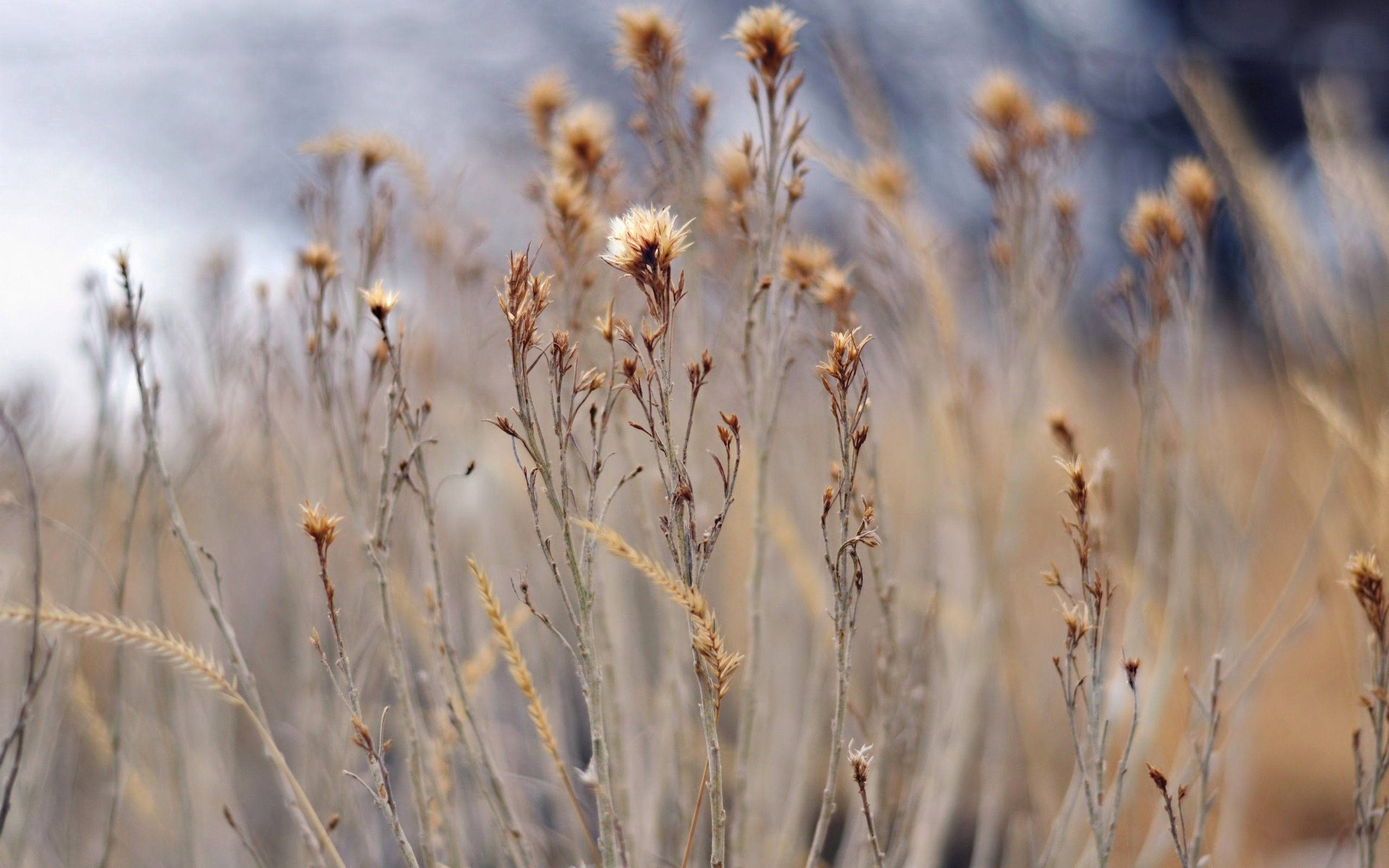 brown grass, dry grass stalks, seed heads, 2K Desktop Wallpaper