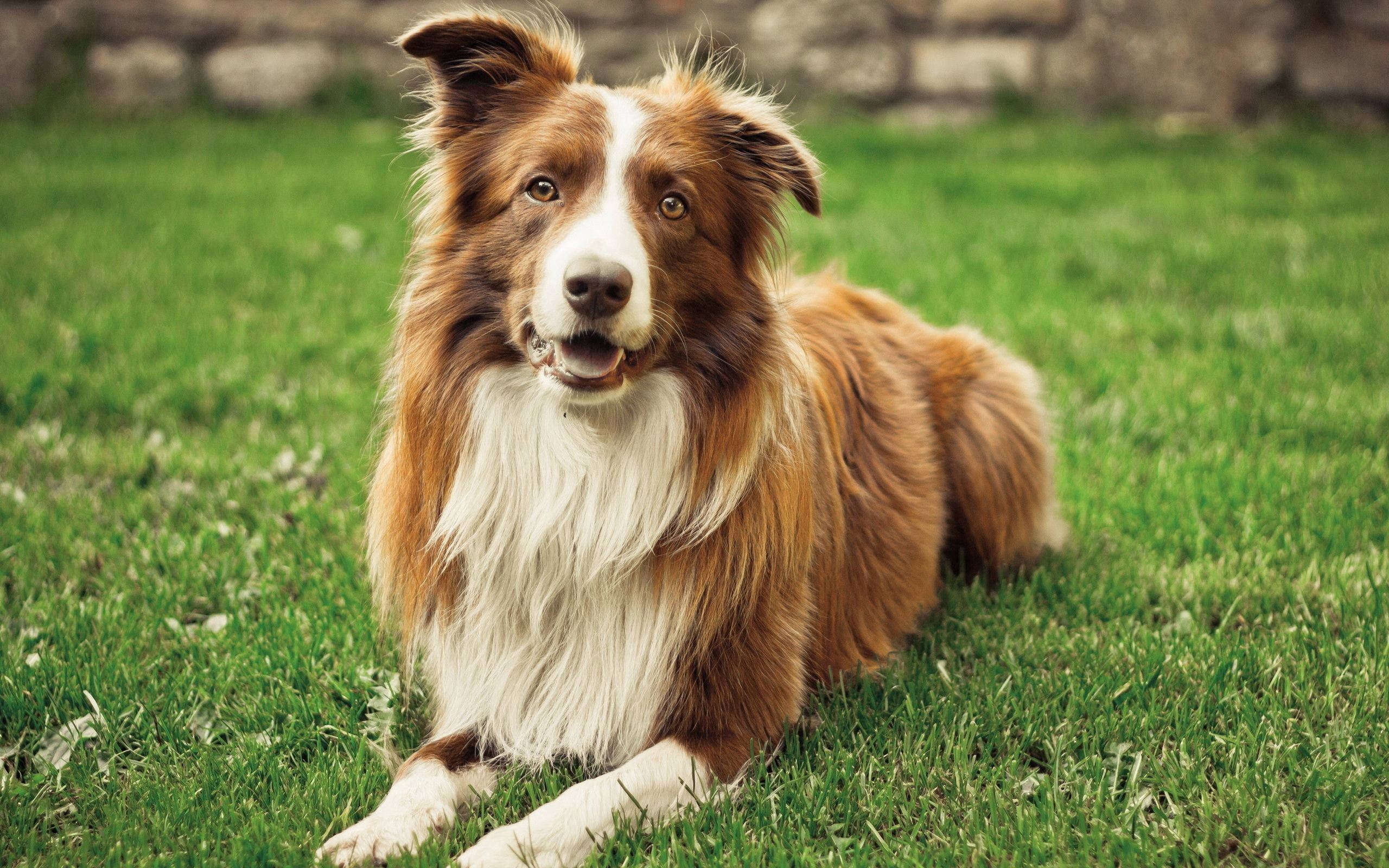 border collie, vibrant green grass, stone wall, 2K Desktop Wallpaper