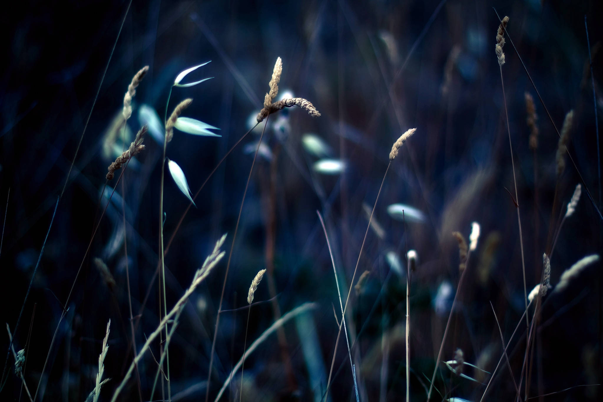 grass stalks, night sky, deep blue twilight, Full HD Desktop Wallpaper