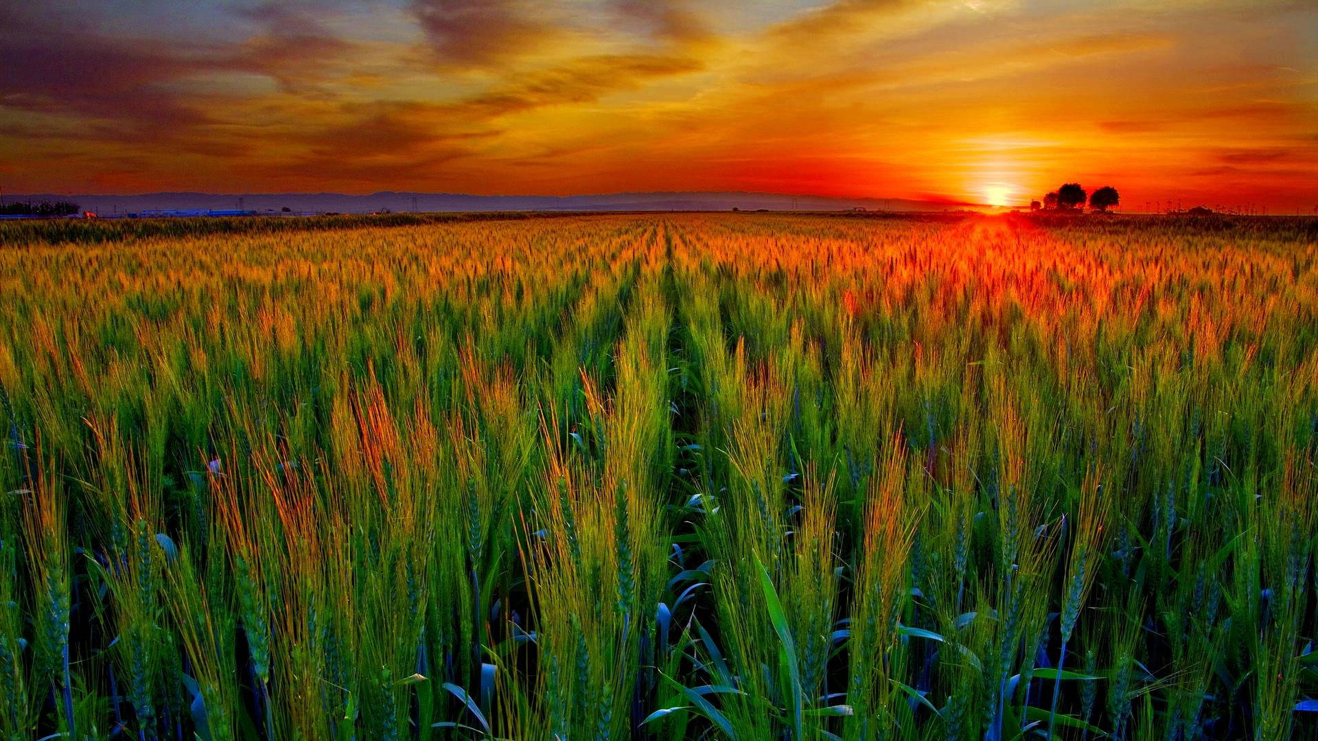 country summer, tall grass, sunset, Full HD Desktop Wallpaper