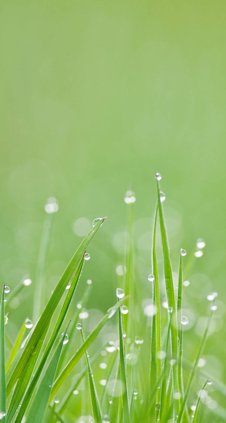 Grass, iPhone, WhatsApp, HD Phone Wallpaper