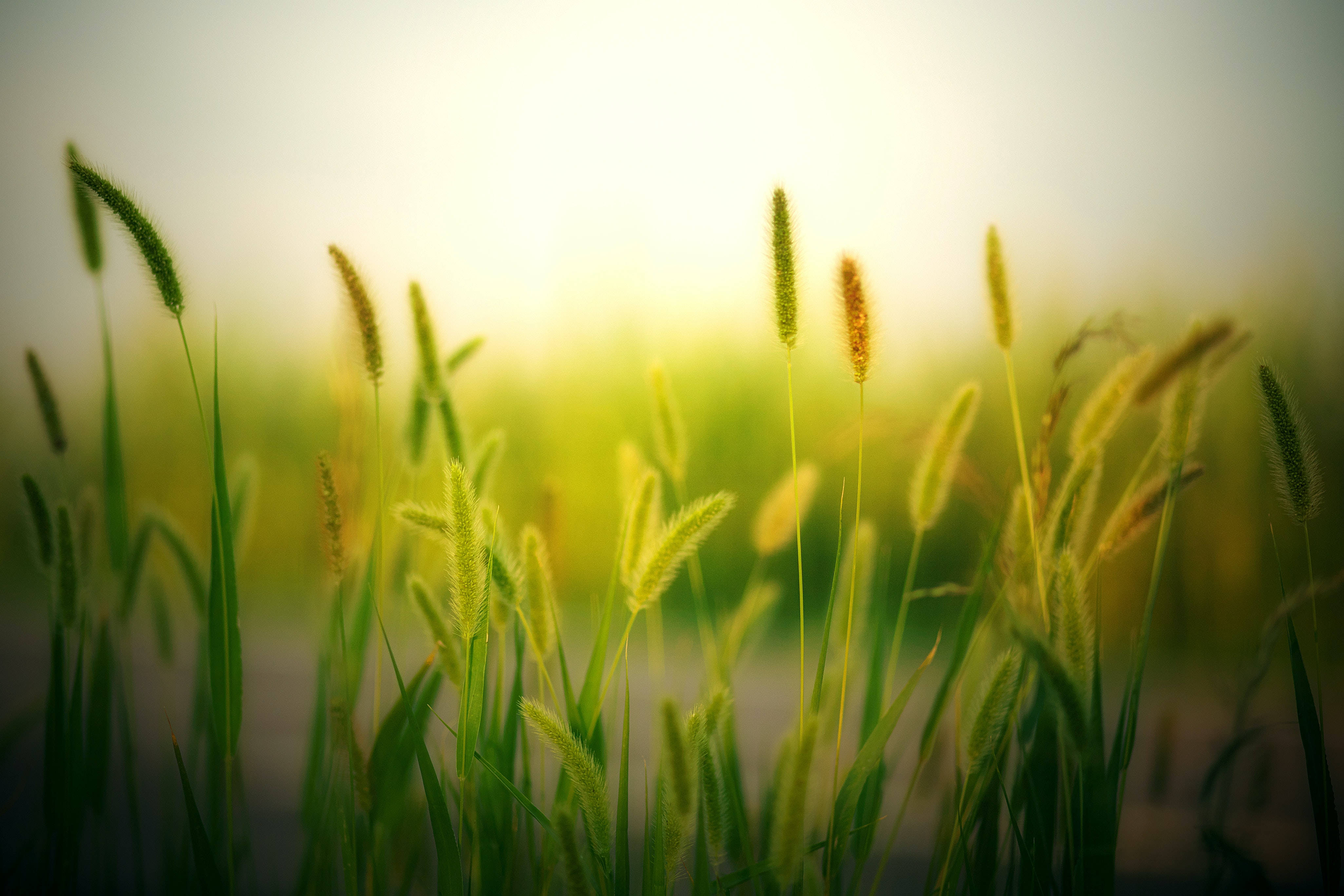 aesthetic hijau grass, golden grasses, soft sunlight, 4K Desktop Wallpaper