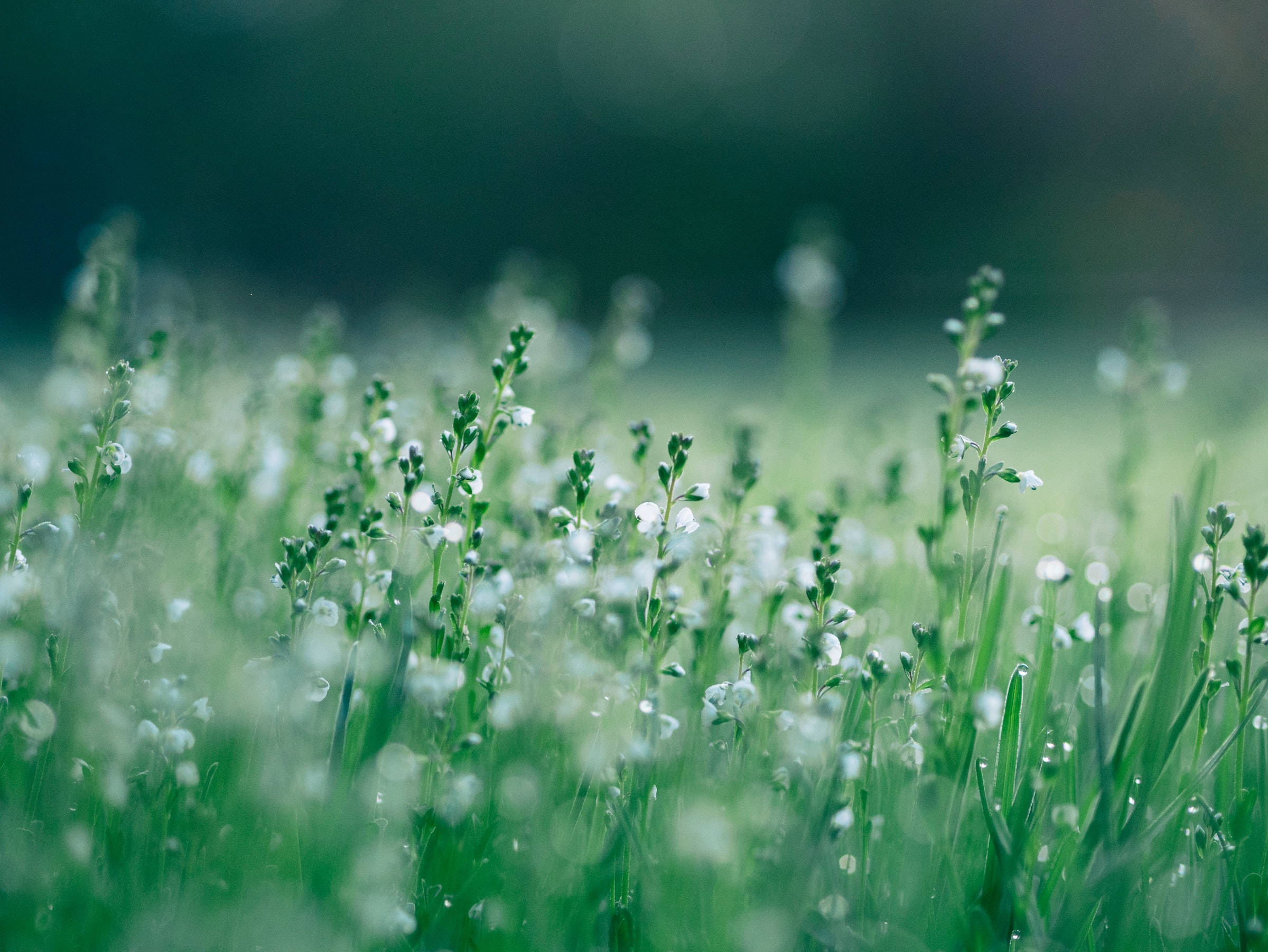 white flowers, green grass, morning light, Full HD Desktop Wallpaper