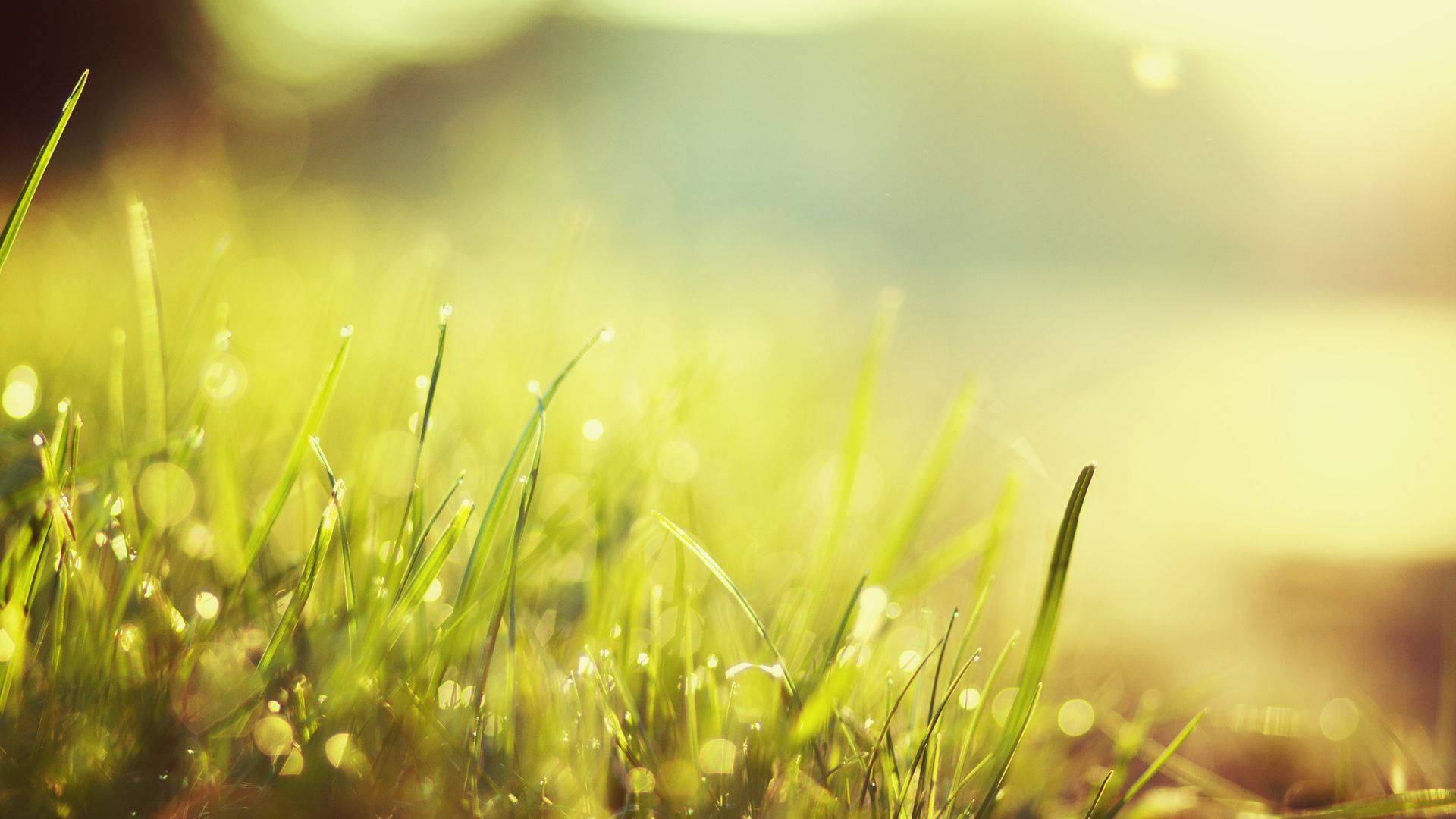 sunlight, dewdrops, vibrant green grass blades, Full HD Desktop Wallpaper