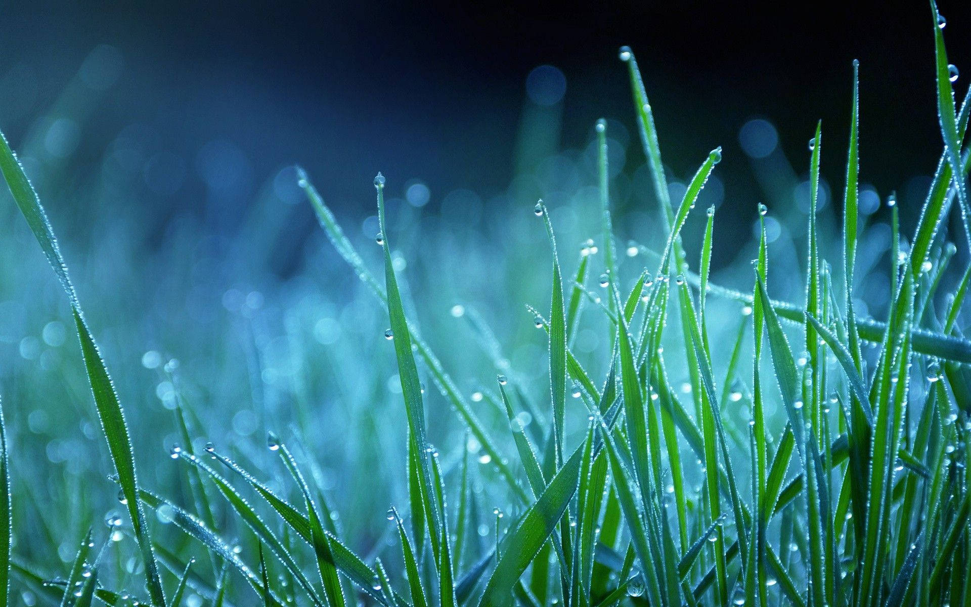 dewy grass, moonlight, vibrant green grass blades, Full HD Desktop Wallpaper