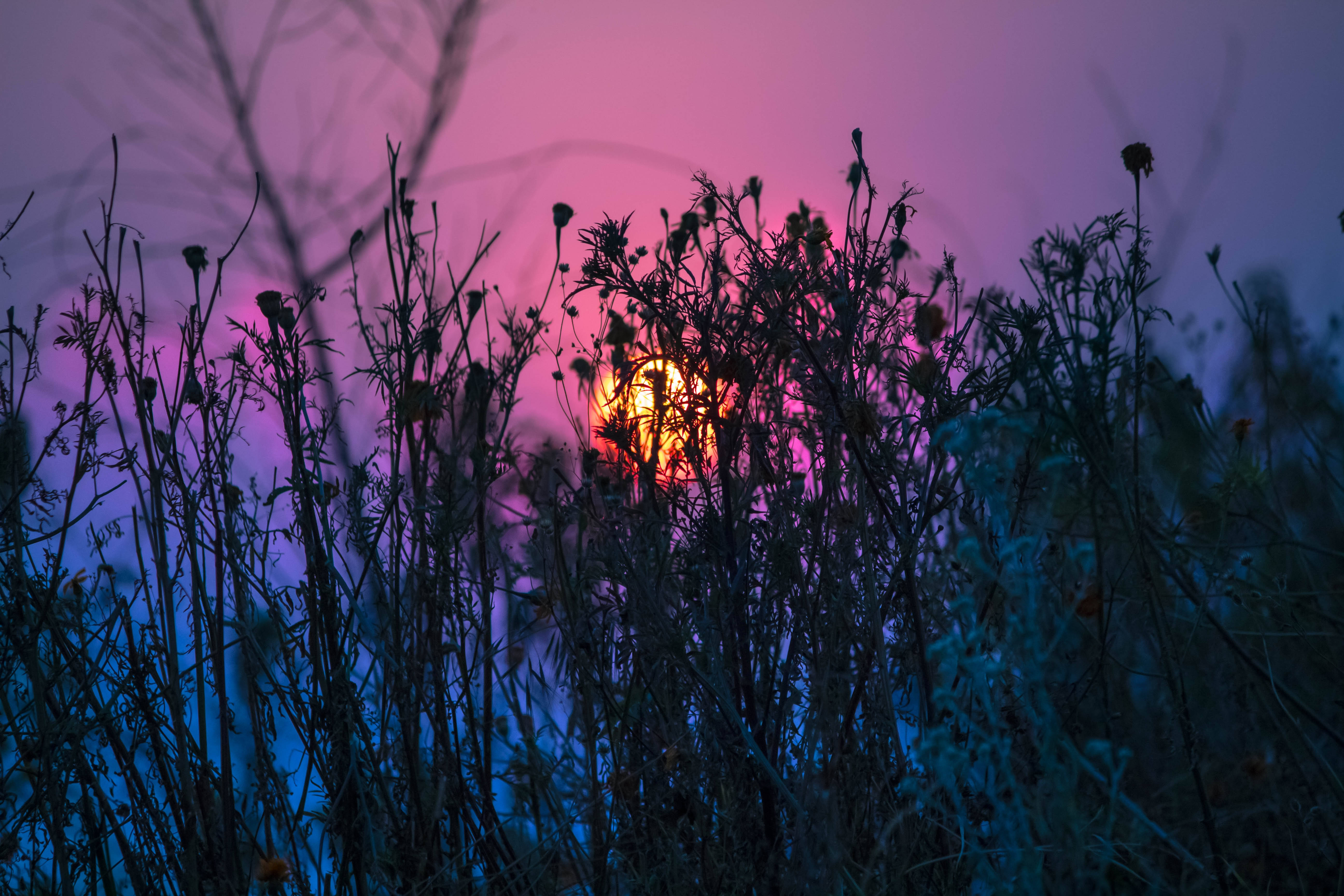 grass, purple sunset, pink and purple sky, 5K Desktop Wallpaper