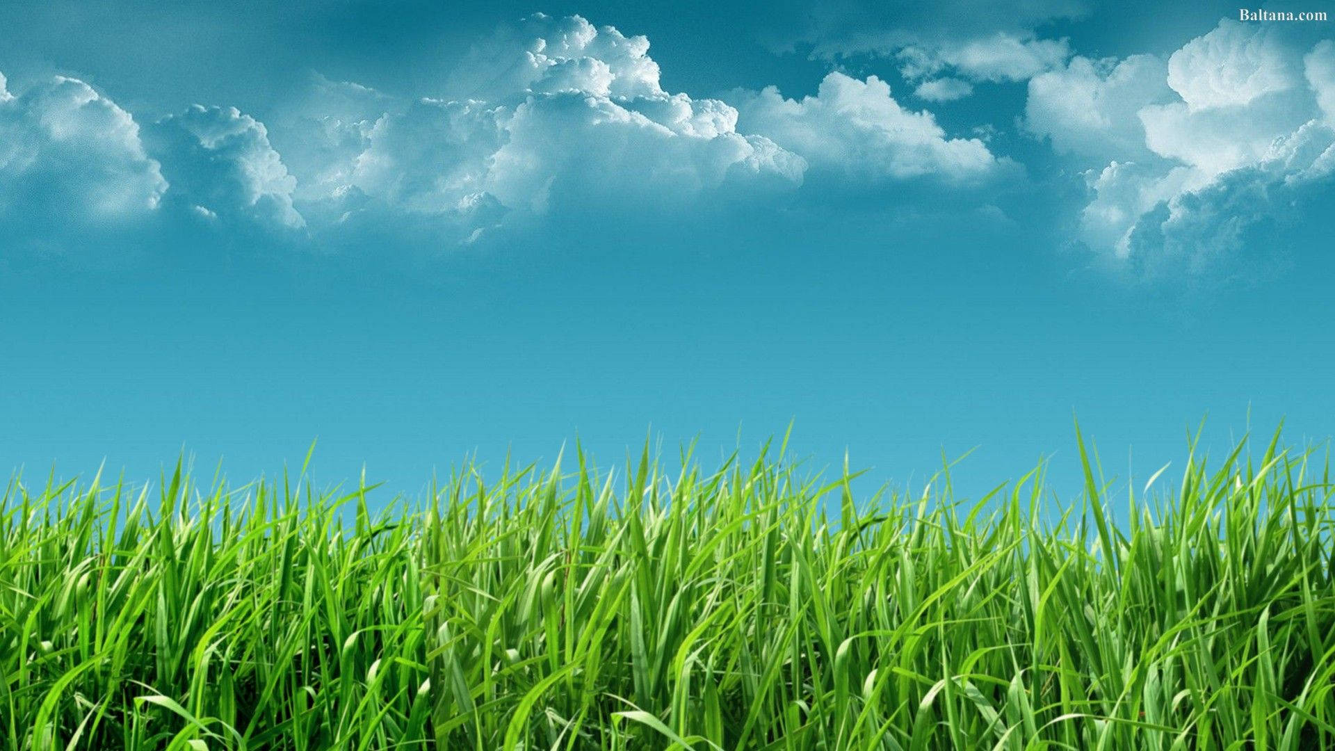 tall grass, bright blue sky, fluffy white clouds, Full HD Desktop Wallpaper