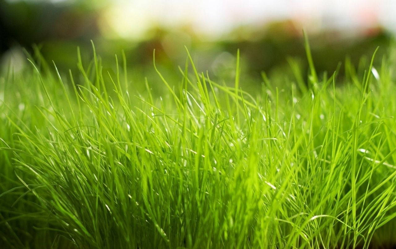 fresh green grass, dew, soft sunlight, HD Desktop Wallpaper