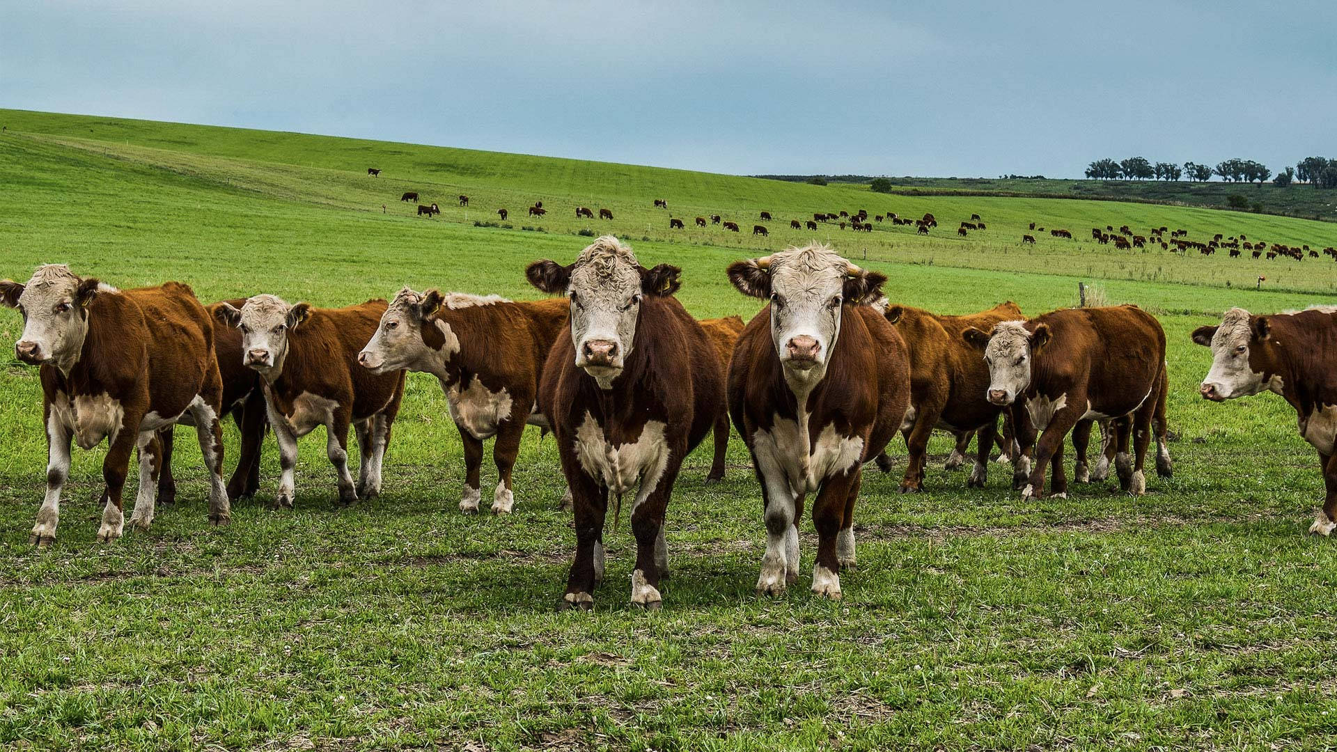 Hereford cattle, brown and white, meadow, Full HD Desktop Wallpaper
