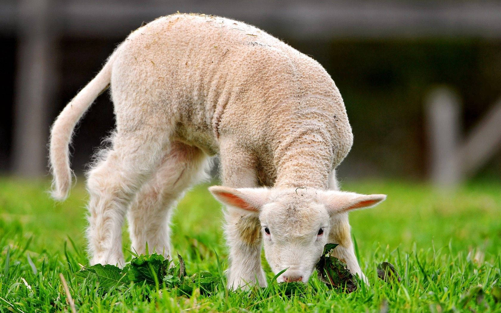 green grass, fluffy white lamb, vibrant green grass, HD Desktop Wallpaper