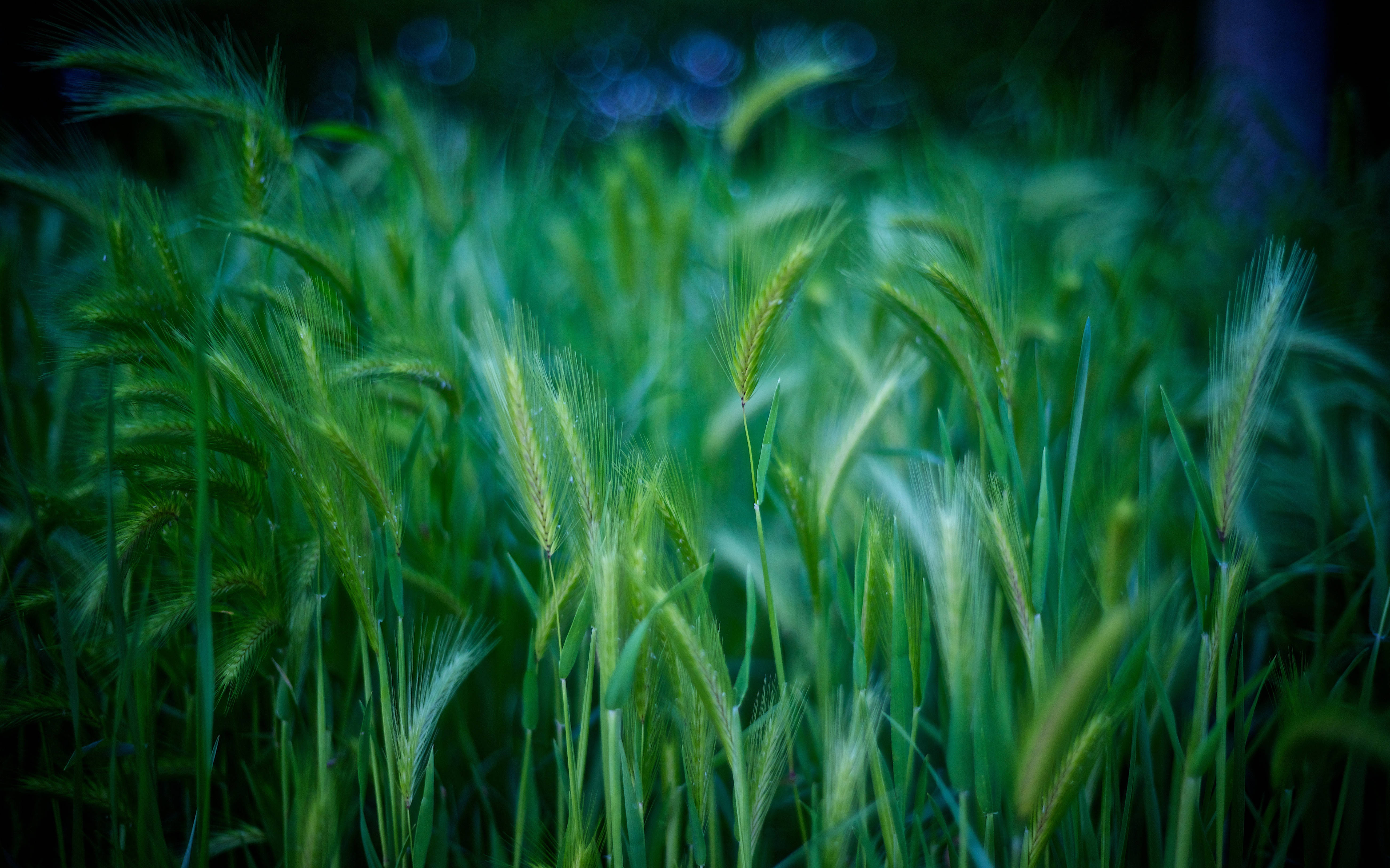 green grass stalks, barley stalks, twilight light, 5K Desktop Wallpaper