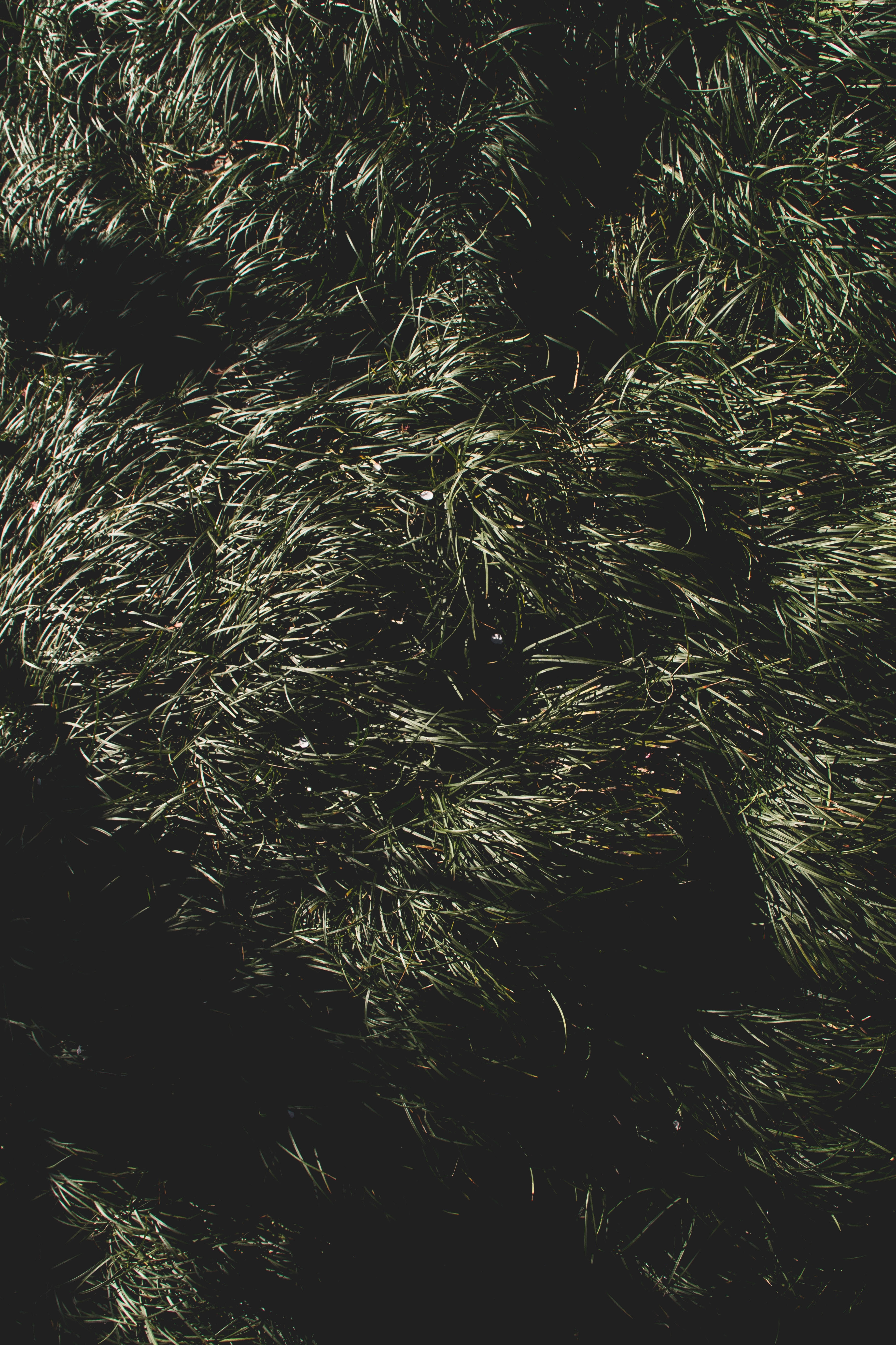 Grass, night, dark green, 5K Phone Wallpaper