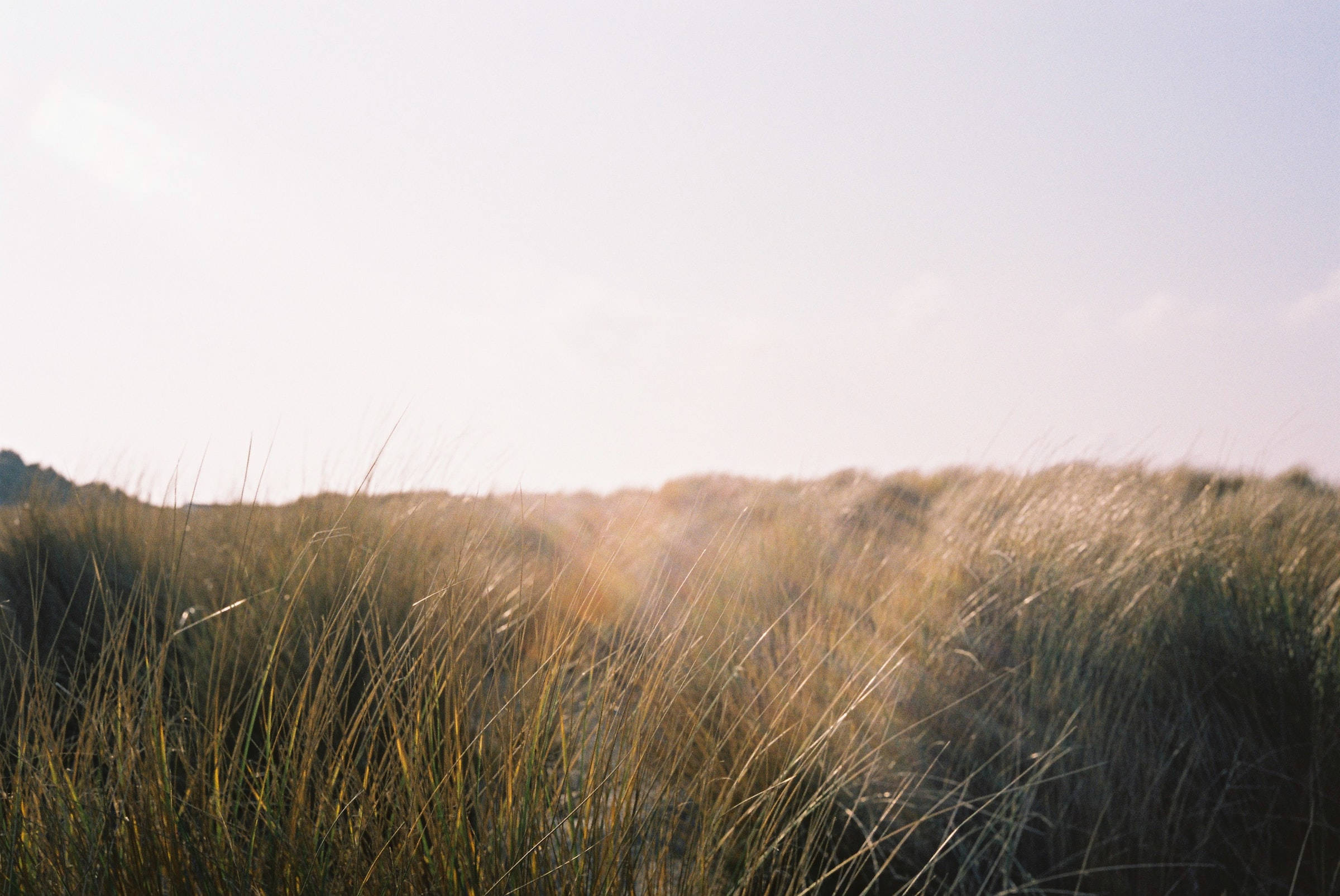 calm grass field, golden grasses, soft sunlight, Full HD Desktop Wallpaper