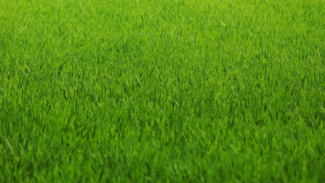 green grass field, lush green grass, soft daylight, HD Desktop Wallpaper
