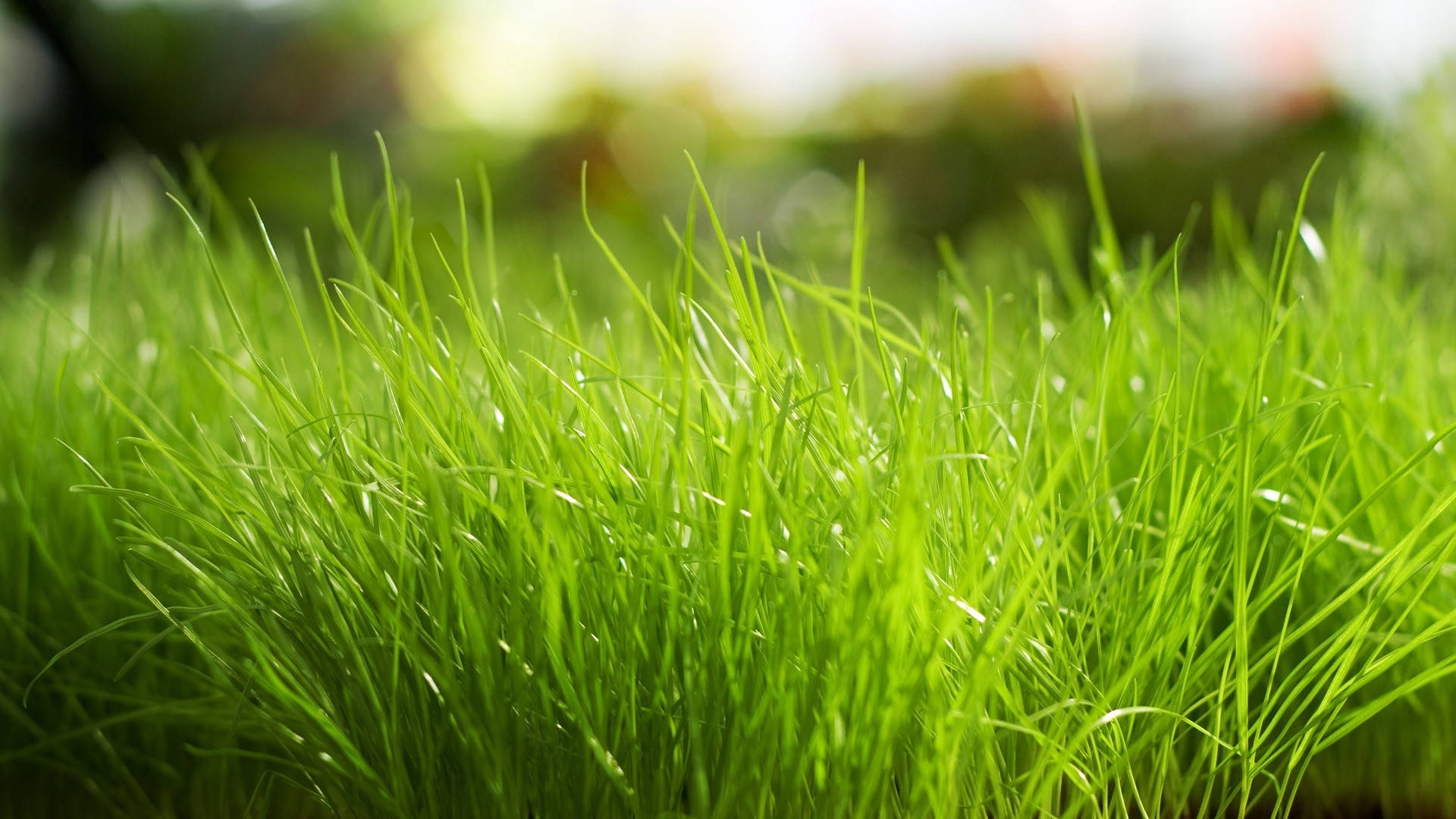 1920x1080, Full HD, nature, Full HD Desktop Wallpaper
