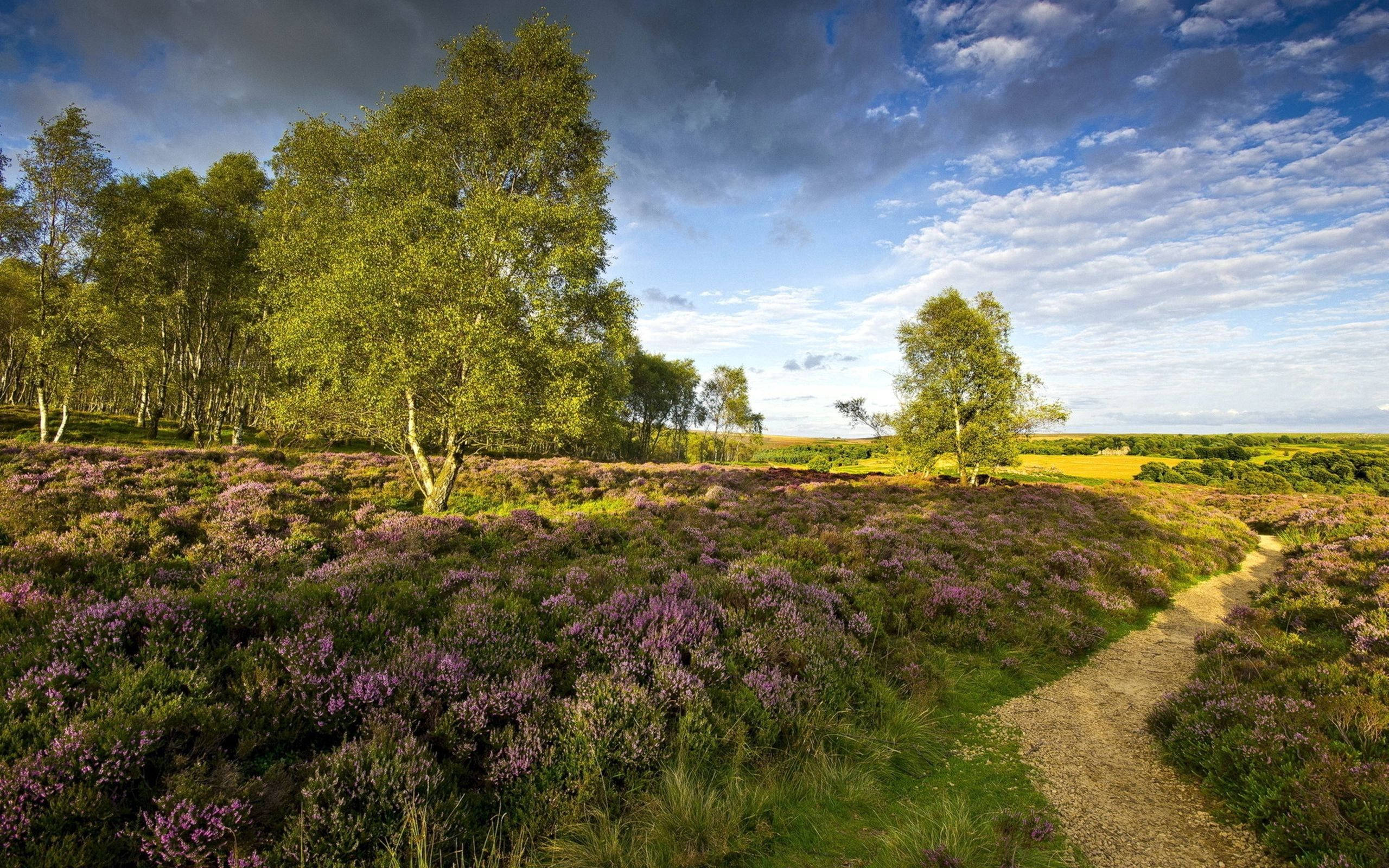 lavender grass, winding dirt path, vibrant field of purple heather, 2K Desktop Wallpaper