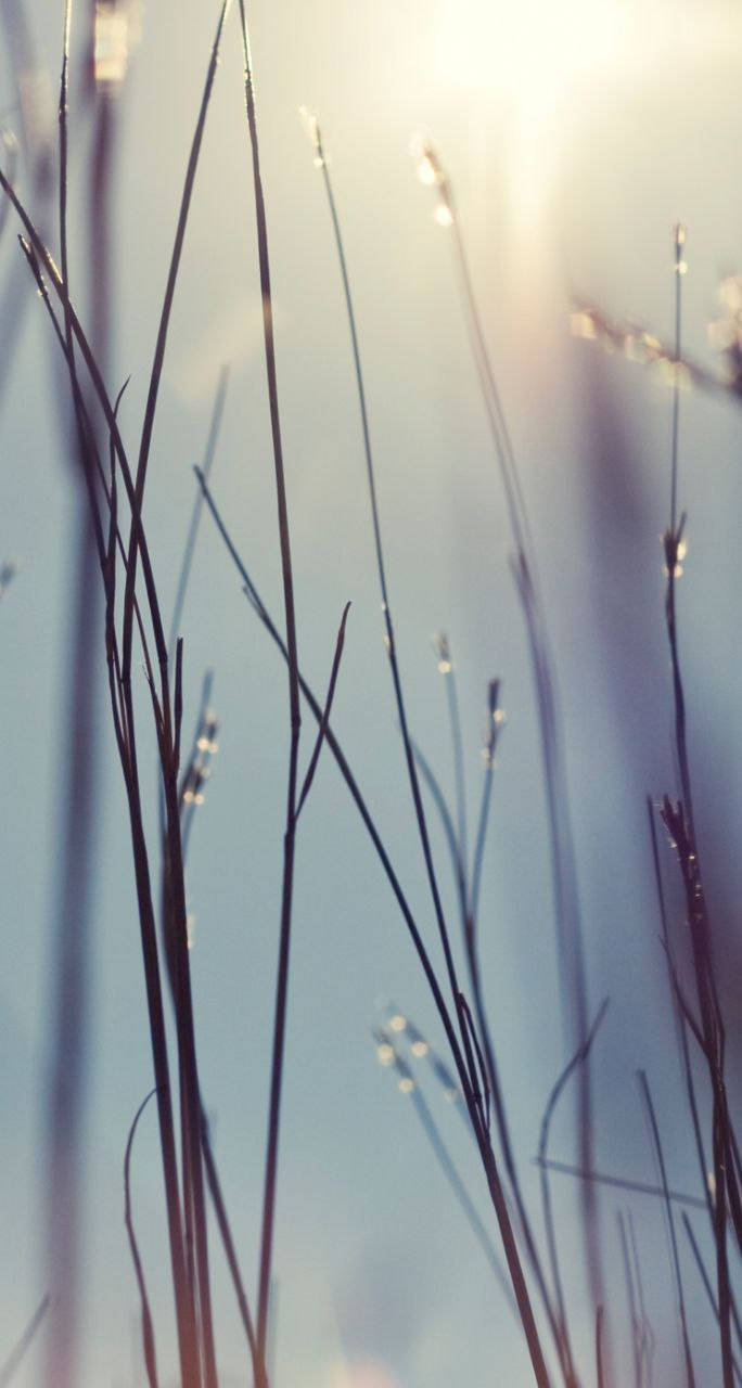 wet grass, dewdrops, soft blue sky, HD Phone Wallpaper