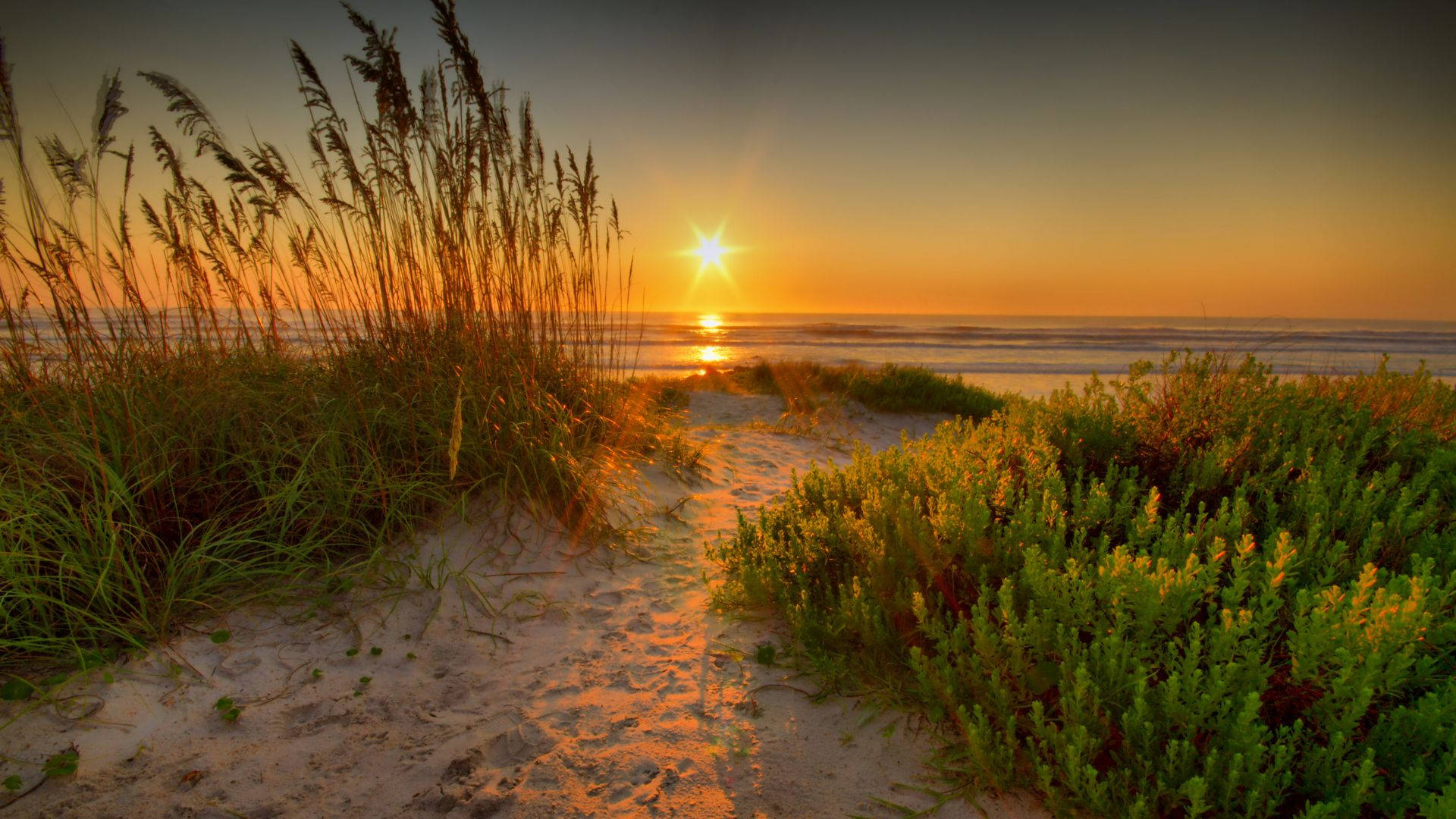 fresh grass, sand on beach, sunrise, Full HD Desktop Wallpaper