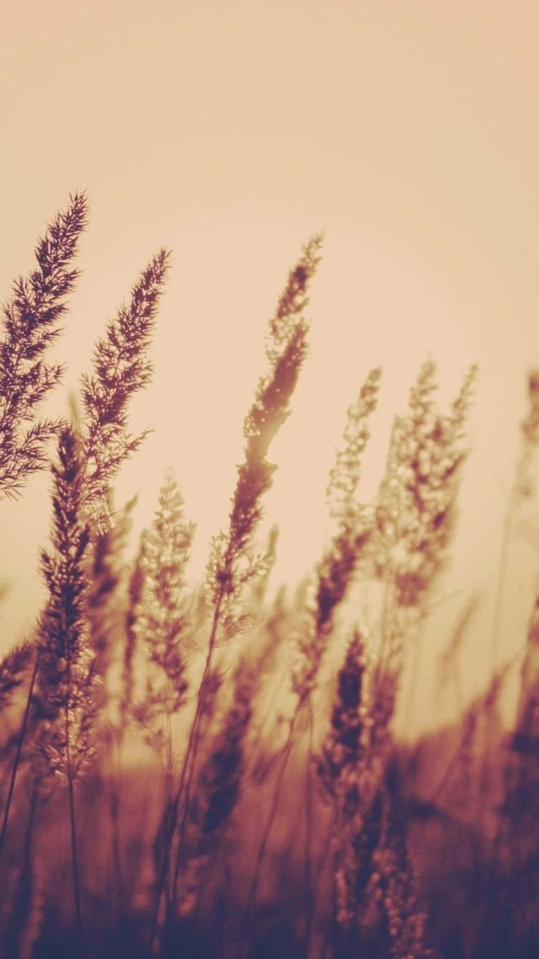 Dry Grass, Sunset, golden sky, Full HD Phone Wallpaper