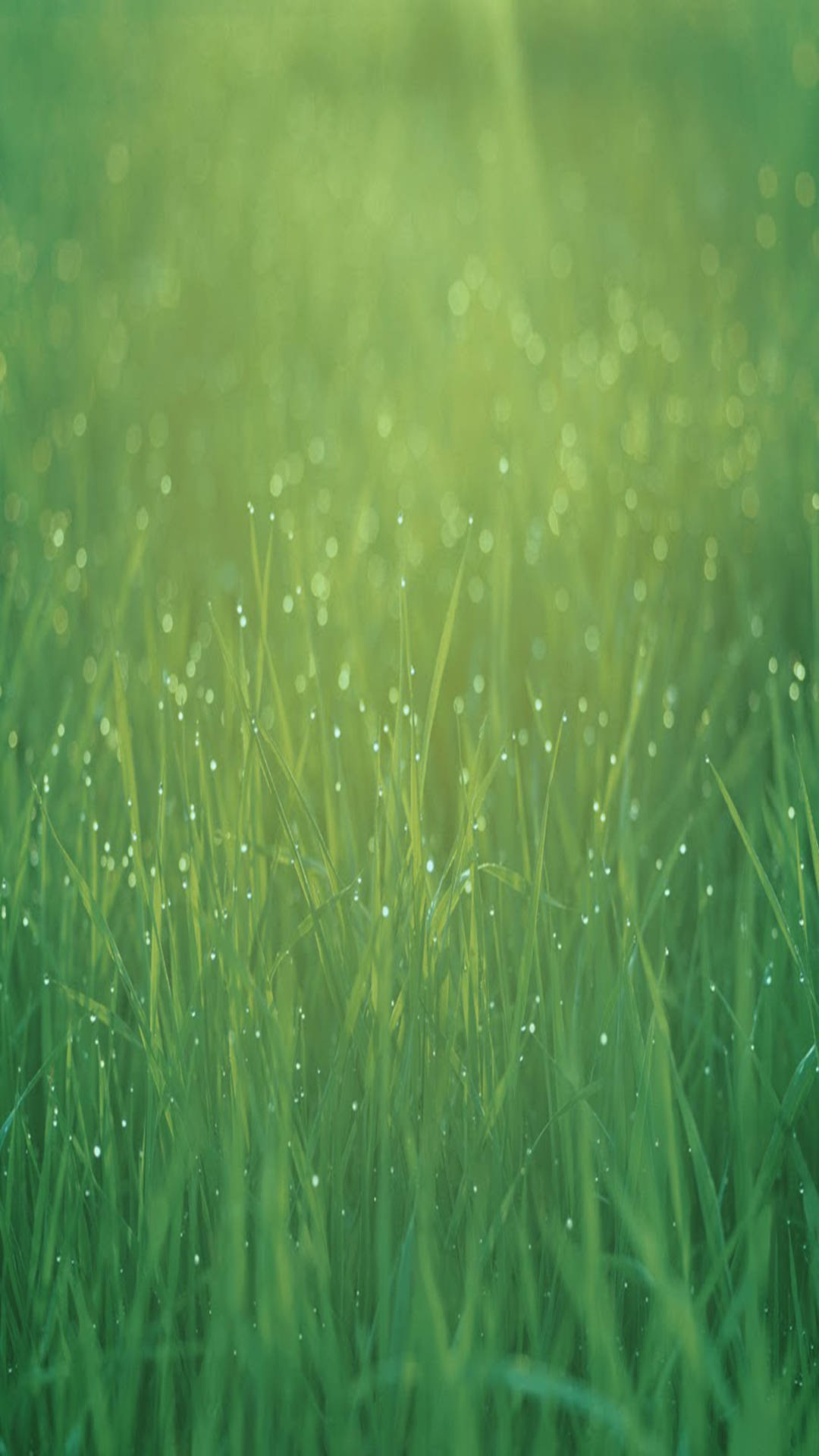 green grass, Sunlight, dew-covered grass blades, Full HD Phone Wallpaper
