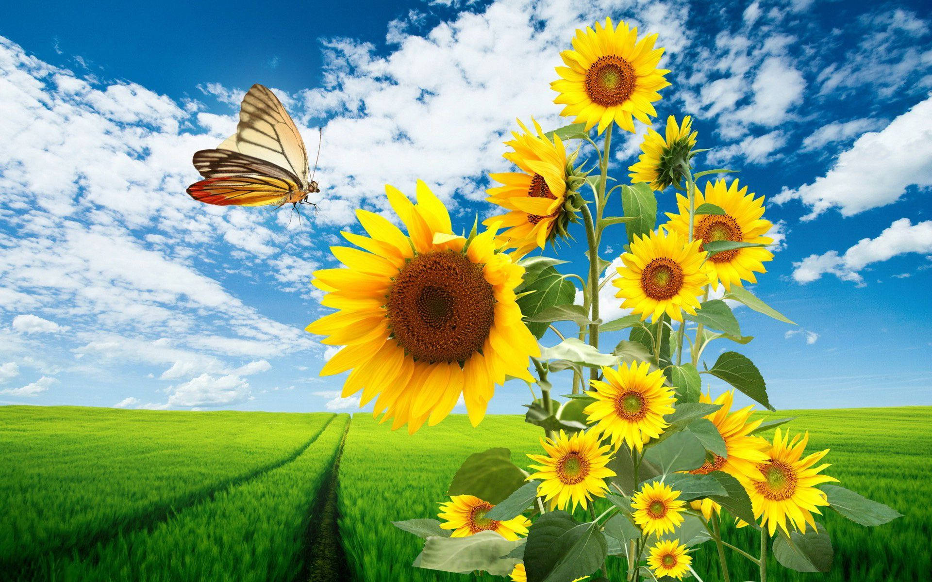 sunflower, butterfly, lush green field, Full HD Desktop Wallpaper