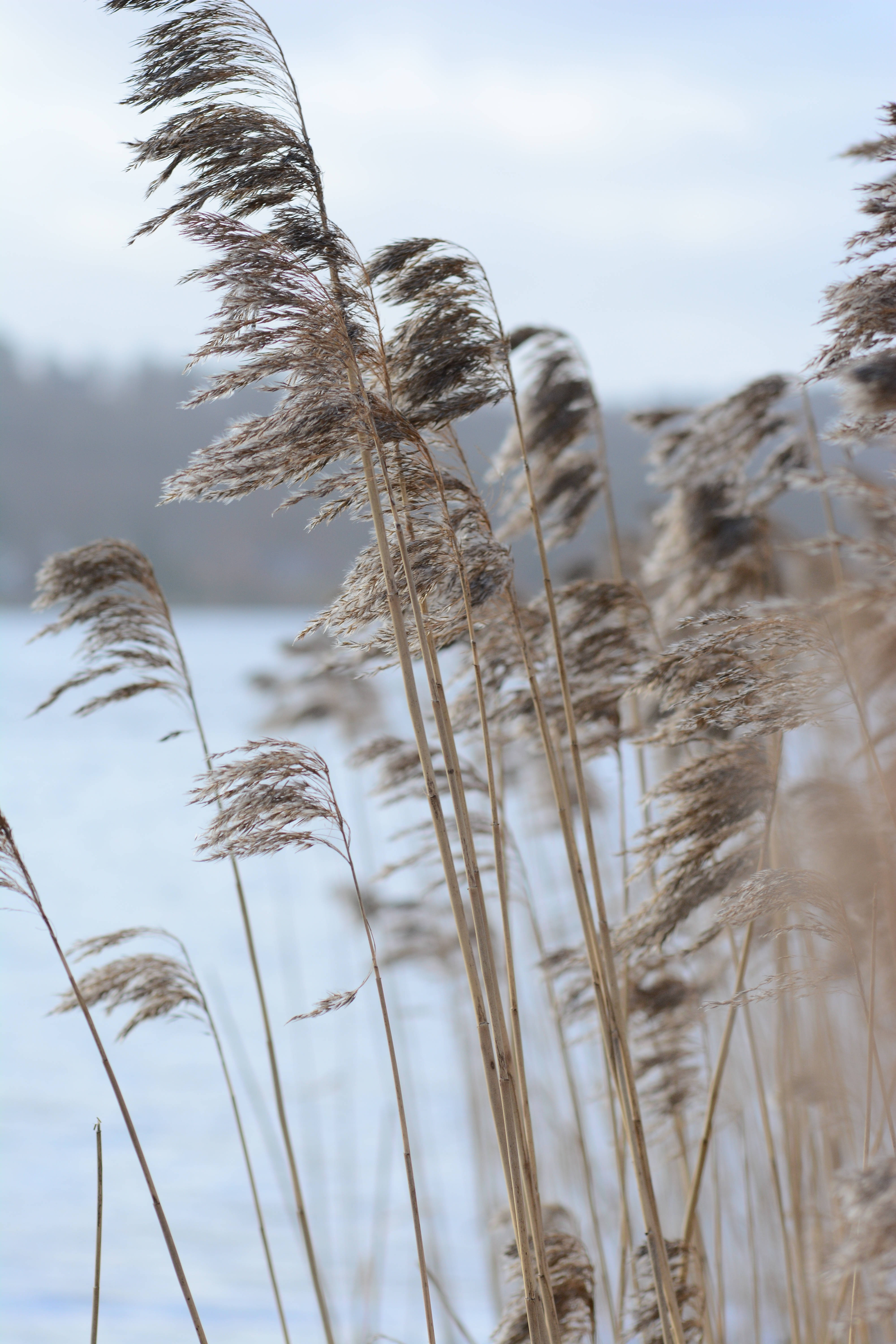 nostalgic reeds, dry reeds, soft blue water, 5K Phone Wallpaper