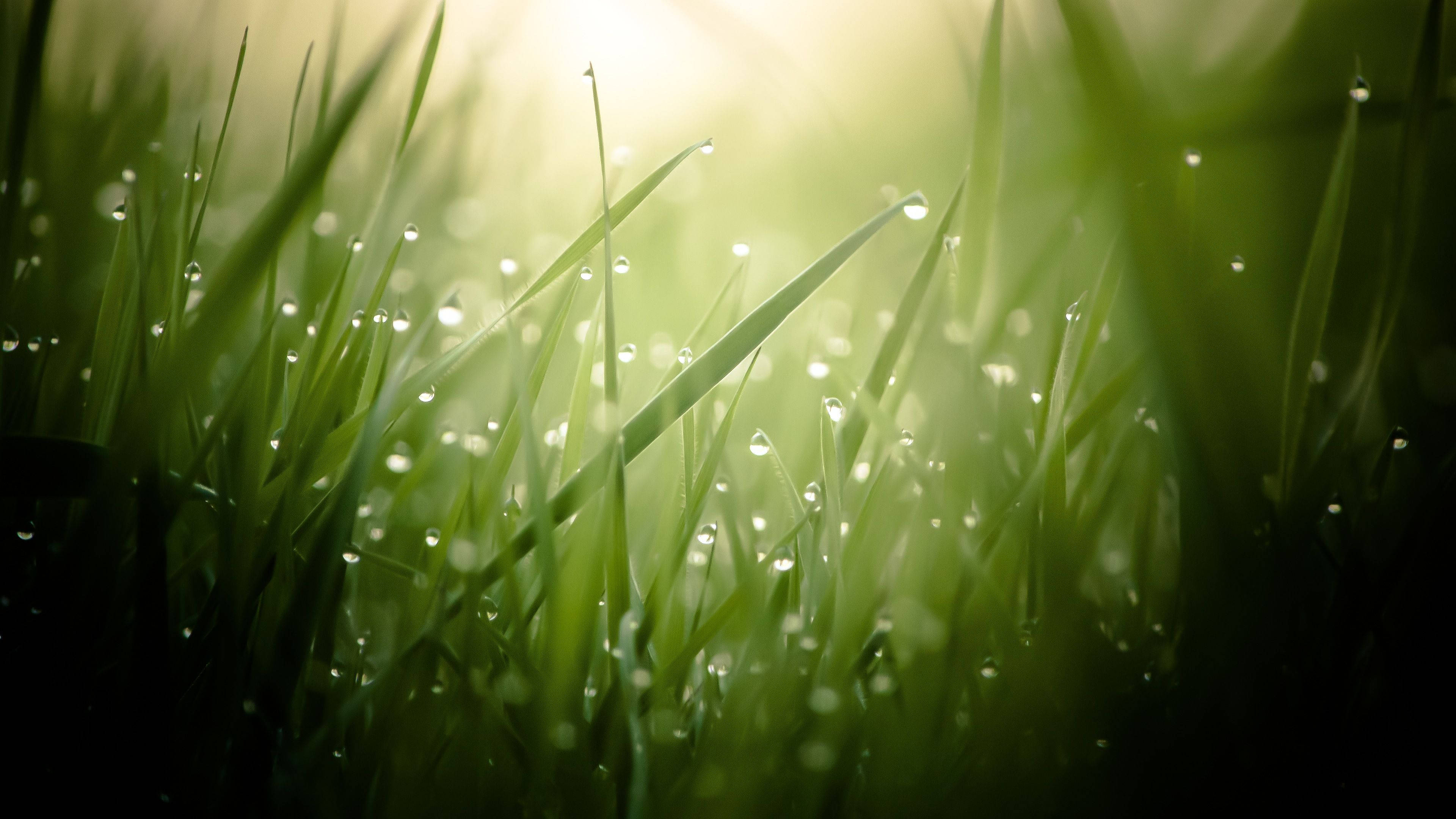 morning dew, grass, sunlight, 4K Desktop Wallpaper